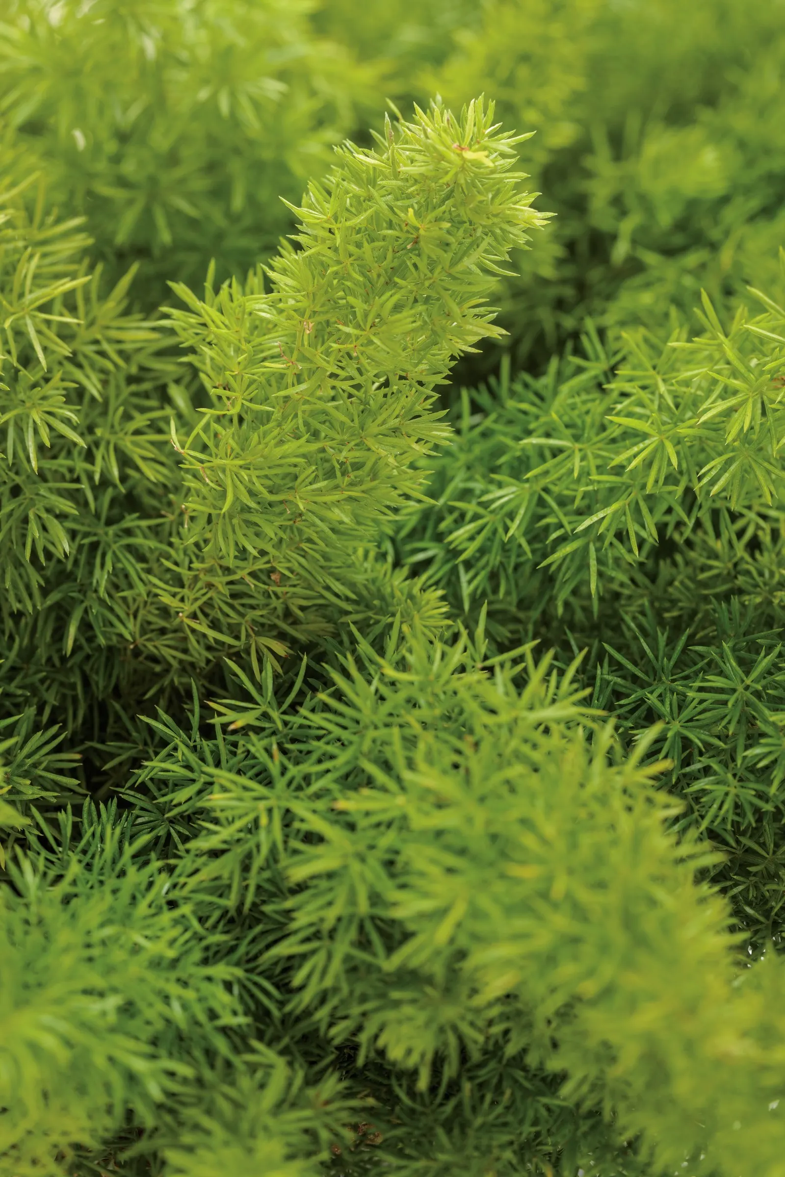 Myersii Foxtail Fern (Asparagus densiflorus) — It grows 18-36 inches tall and wide, adding lush texture to containers and landscapes