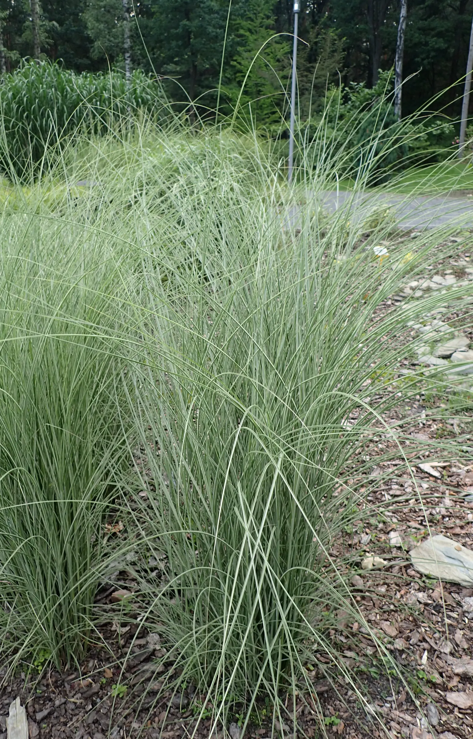 Morning Light Silver Grass (Miscanthus Sinensis 'Morning Light') — This clump-forming grass can reach 4 to 6 feet tall and up to 3 feet wide