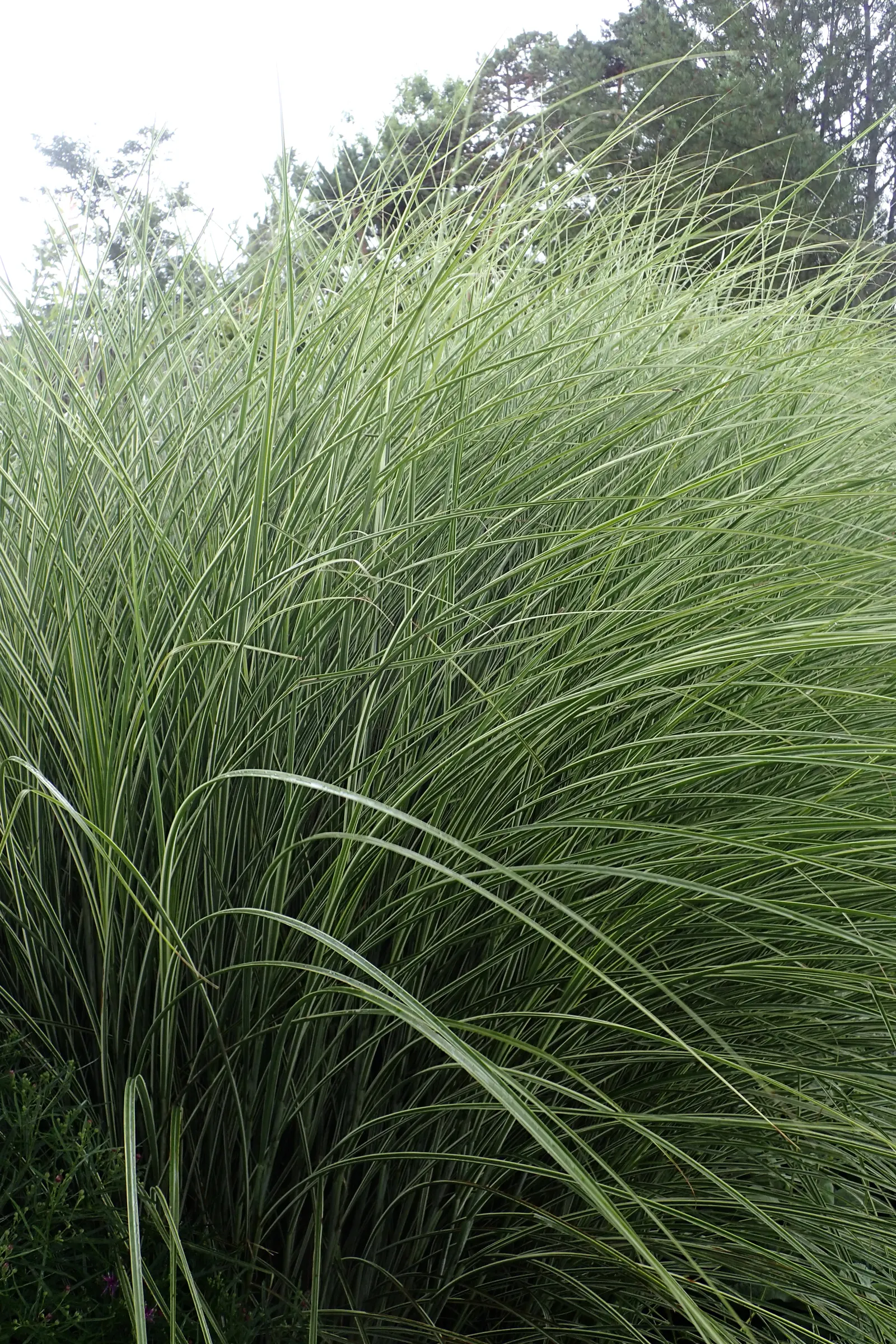 Morning Light Silver Grass (Miscanthus Sinensis 'Morning Light') — Its blades have white edges, creating a shimmering effect in sunlight