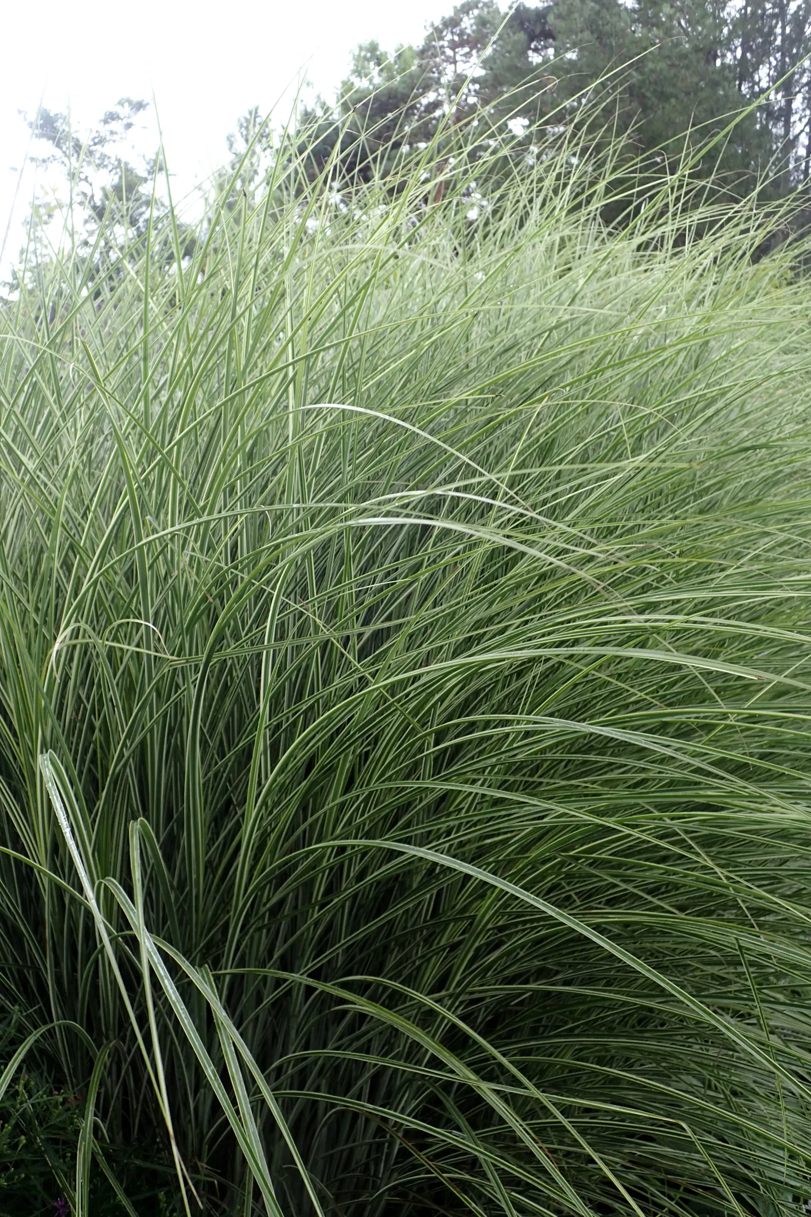 Morning Light Silver Grass (Miscanthus Sinensis 'Morning Light') — is an ornamental perennial valued for its fine-textured