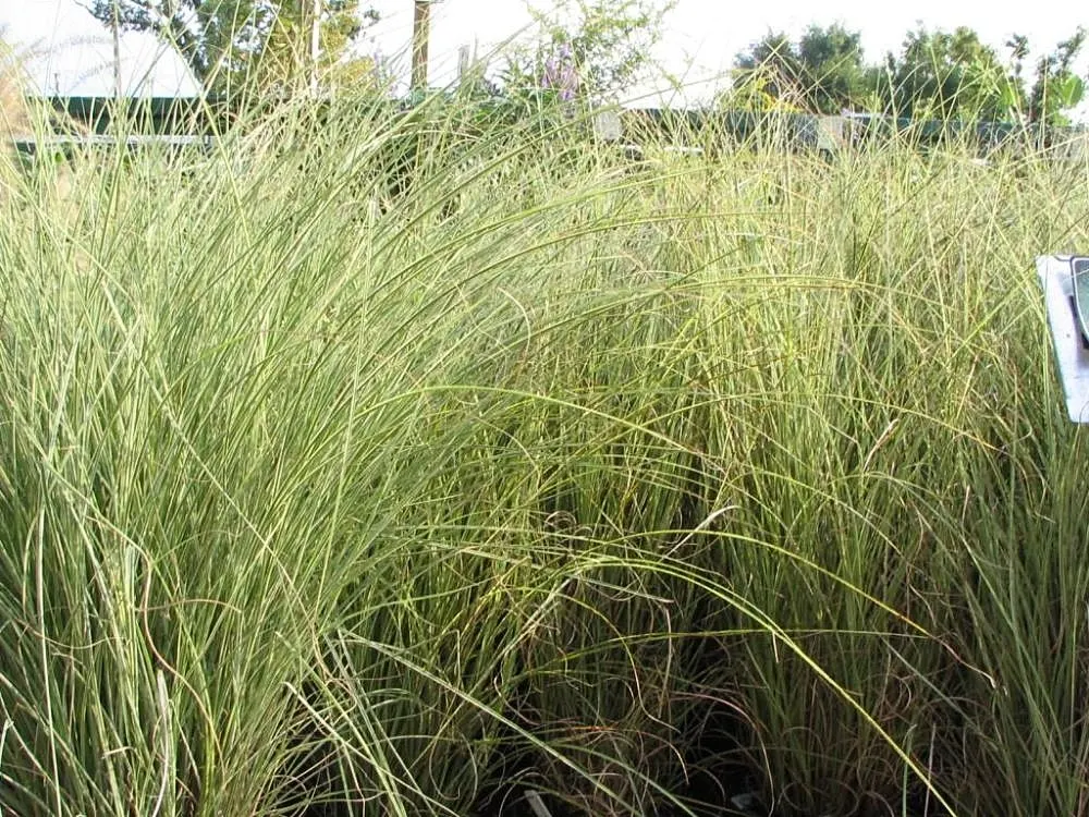 Morning Light Silver Grass (Miscanthus Sinensis 'Morning Light') — It thrives in full sun and is hardy in USDA zones 5-9, requiring minimal maintenance once