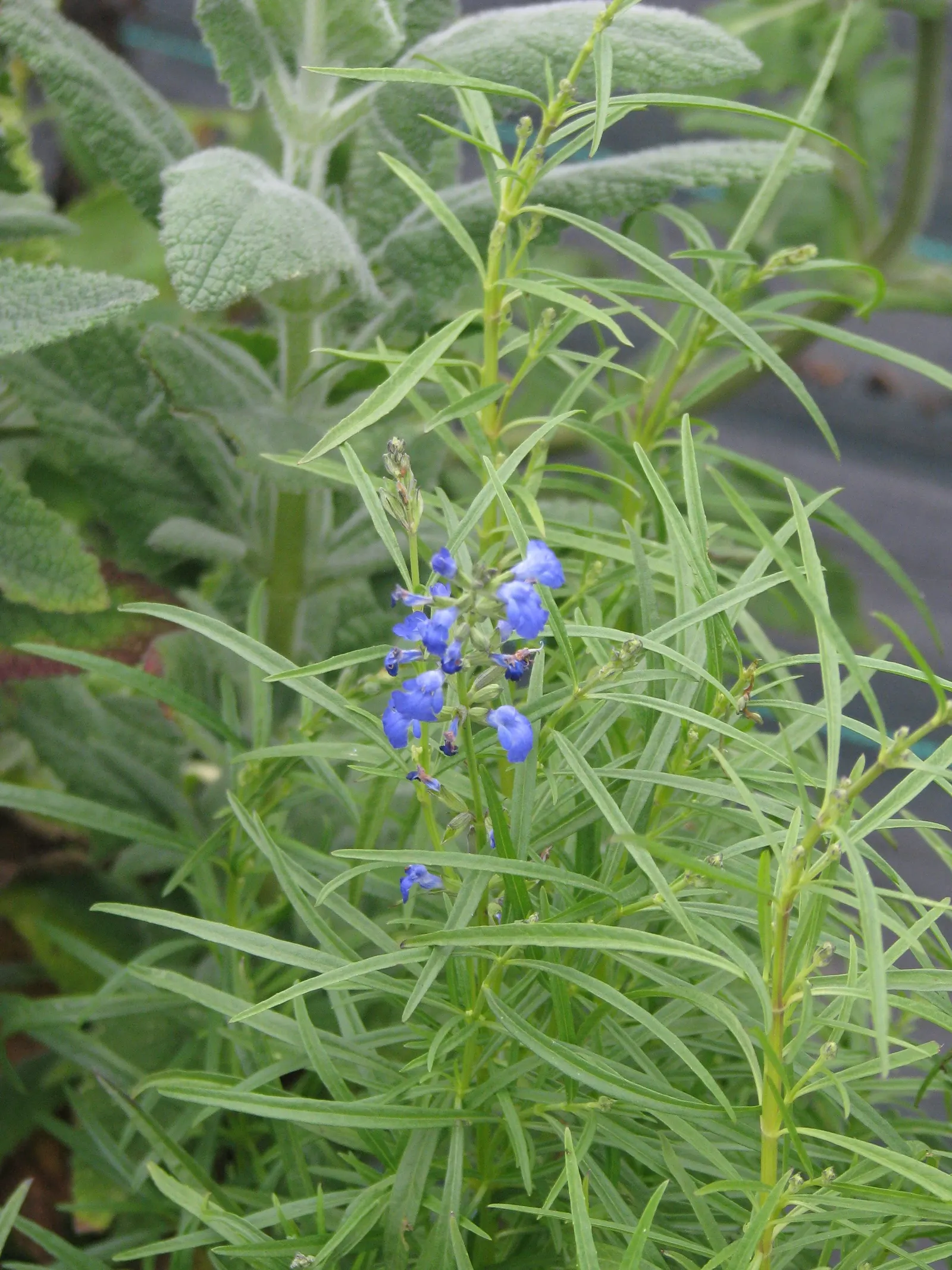 West Texas Sage (Salvia Reptans) — scientifically known as Salvia reptans