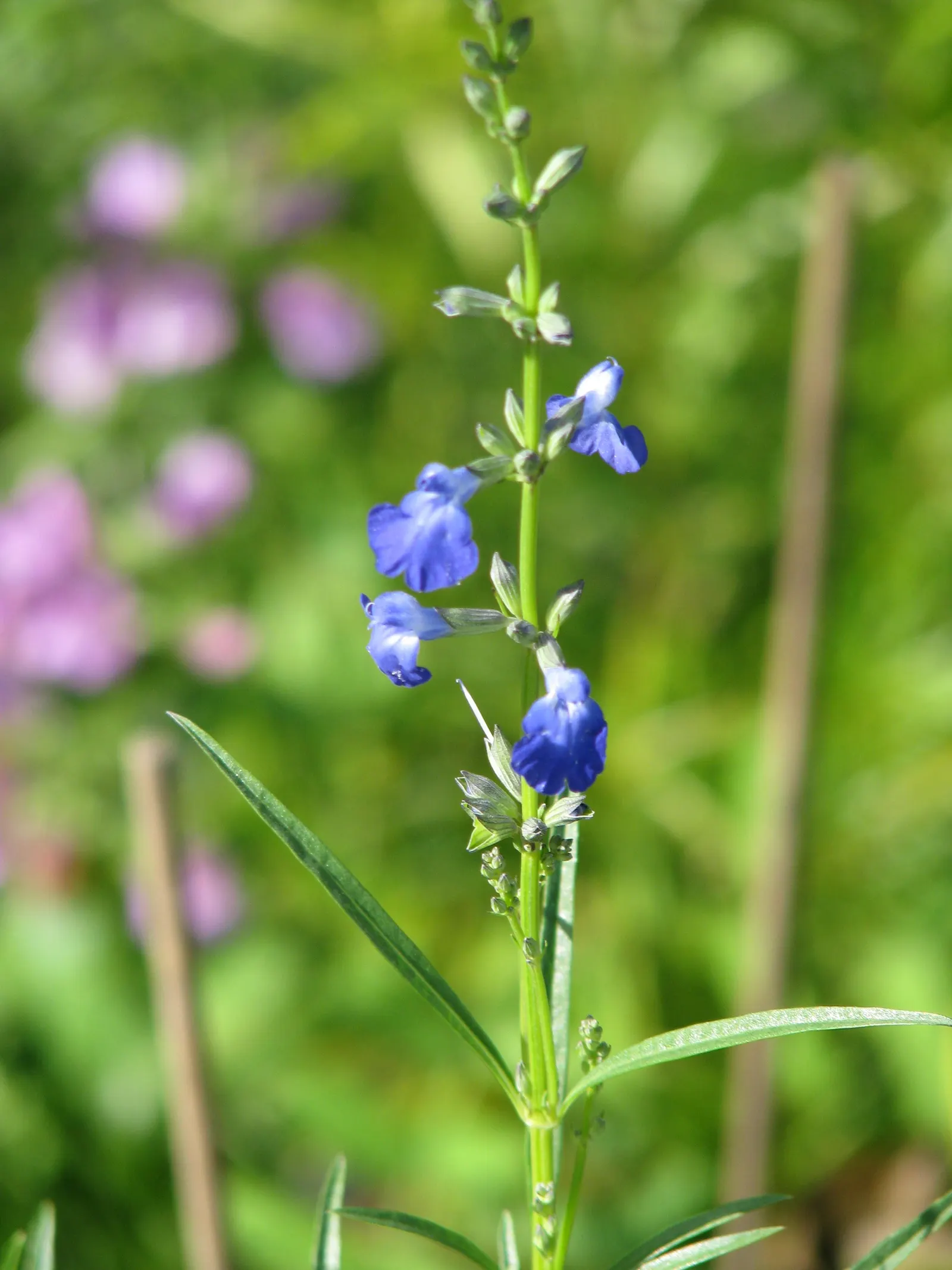 West Texas Sage (Salvia Reptans) — this hardy native showcases vibrant blue flowers from late summer through fall