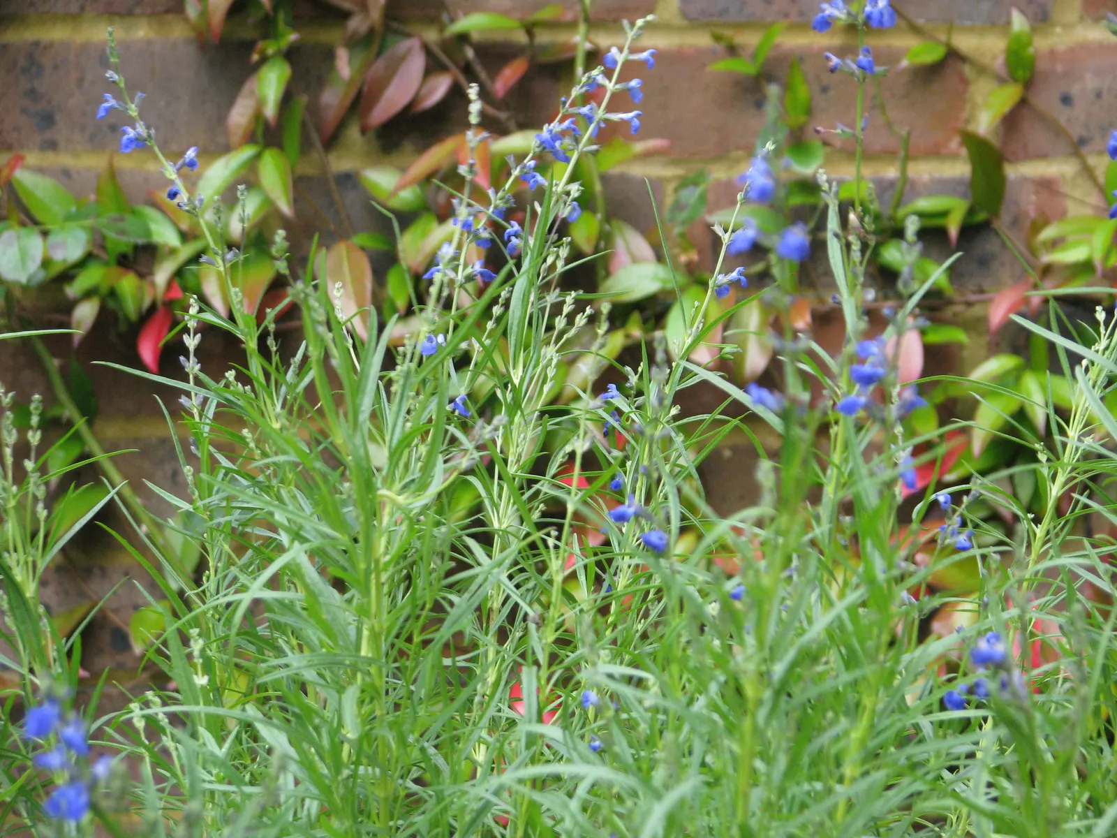 West Texas Sage (Salvia Reptans) — Ideal for xeriscaping, it thrives in full sun and well-draining soil, while attracting pollinators