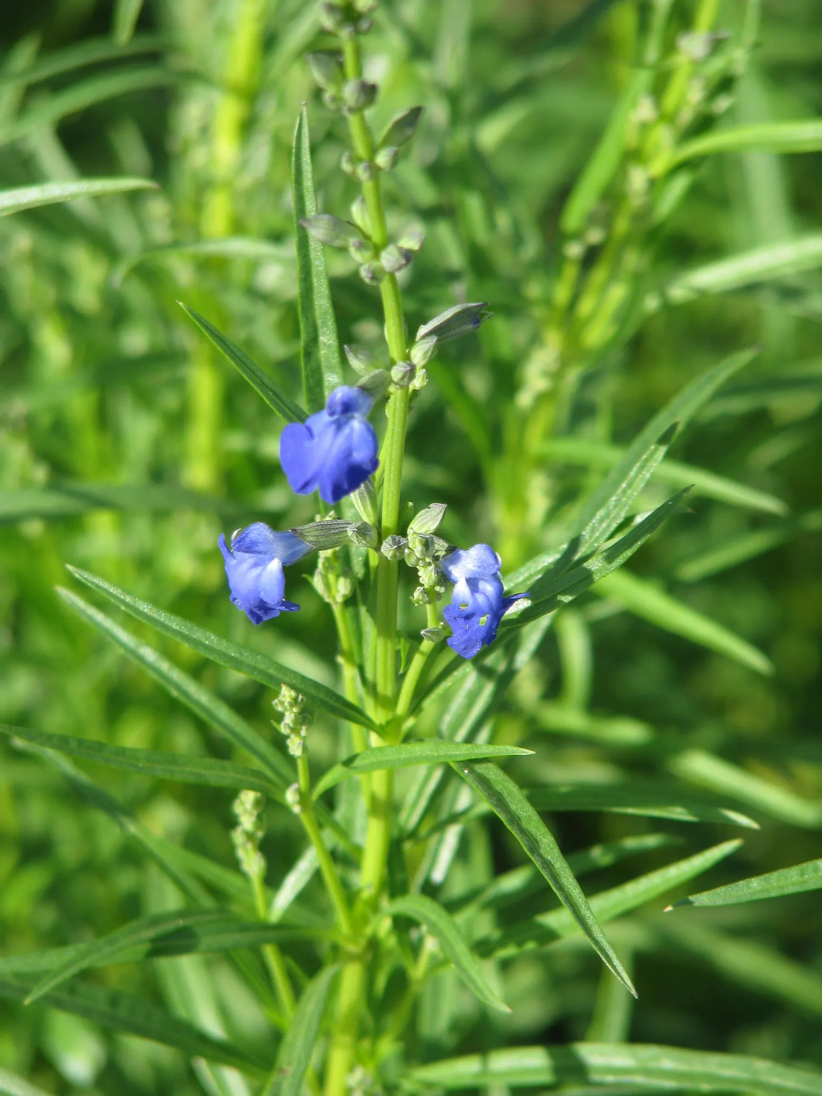 West Texas Sage (Salvia Reptans) — Salvia reptans boasts a slender and upright habit
