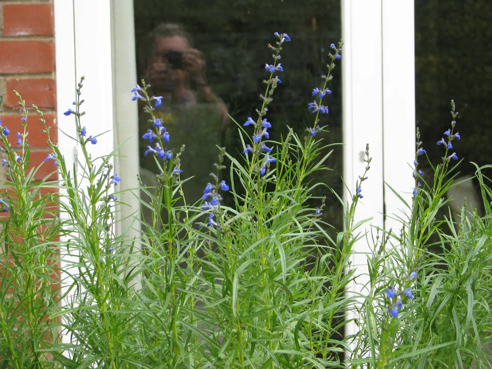 West Texas Sage (Salvia Reptans) — Offers low maintenance with minimal water needs once established
