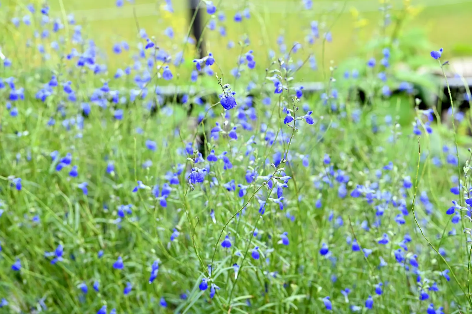 West Texas Sage (Salvia Reptans) — ensuring that it is not only a visual highlight but also an ecologically supportive addition to any landscape
