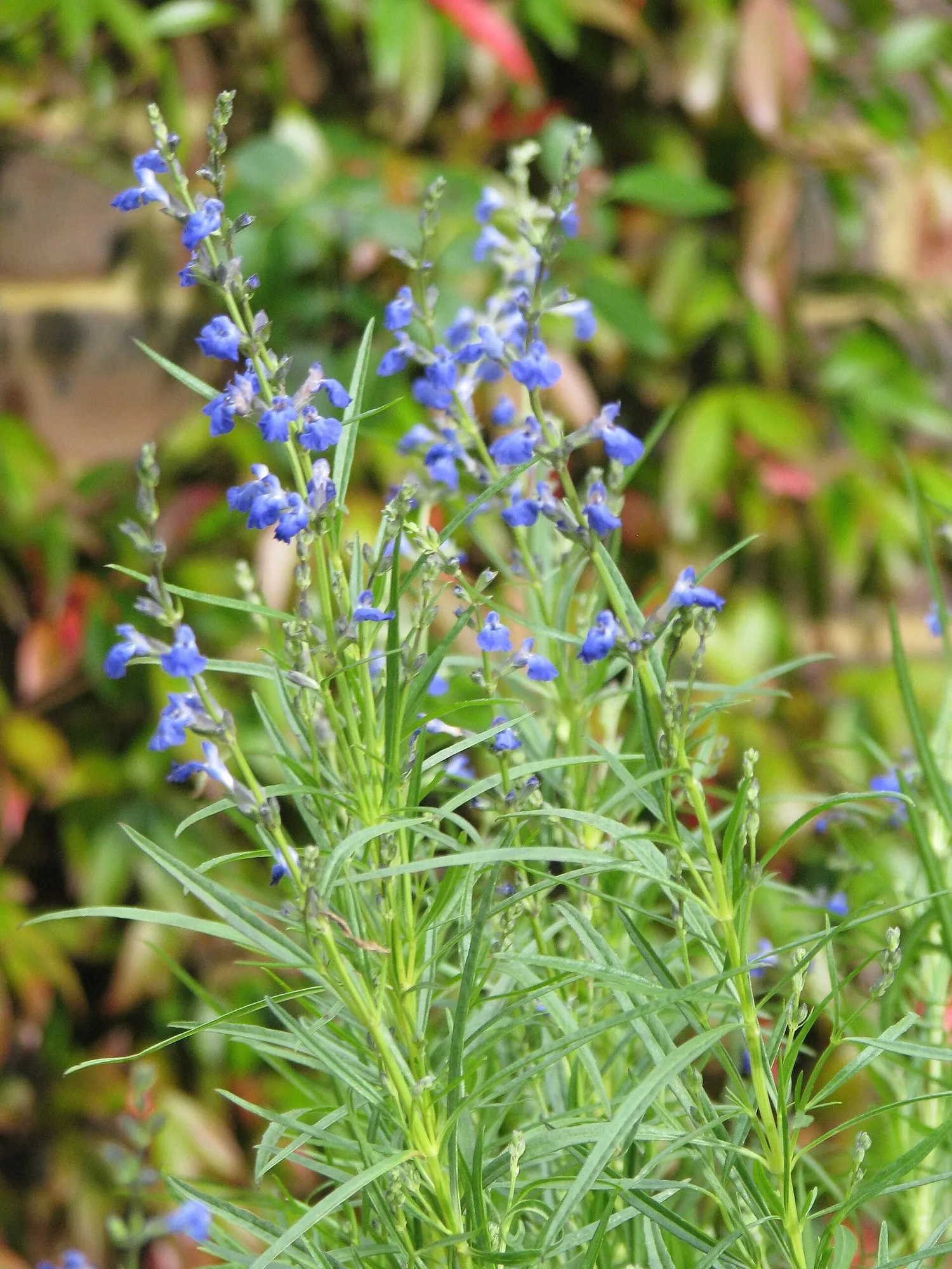 West Texas Sage (Salvia Reptans) — the West Texas Grass Sage thrives in full sun and prefers well-drained soils