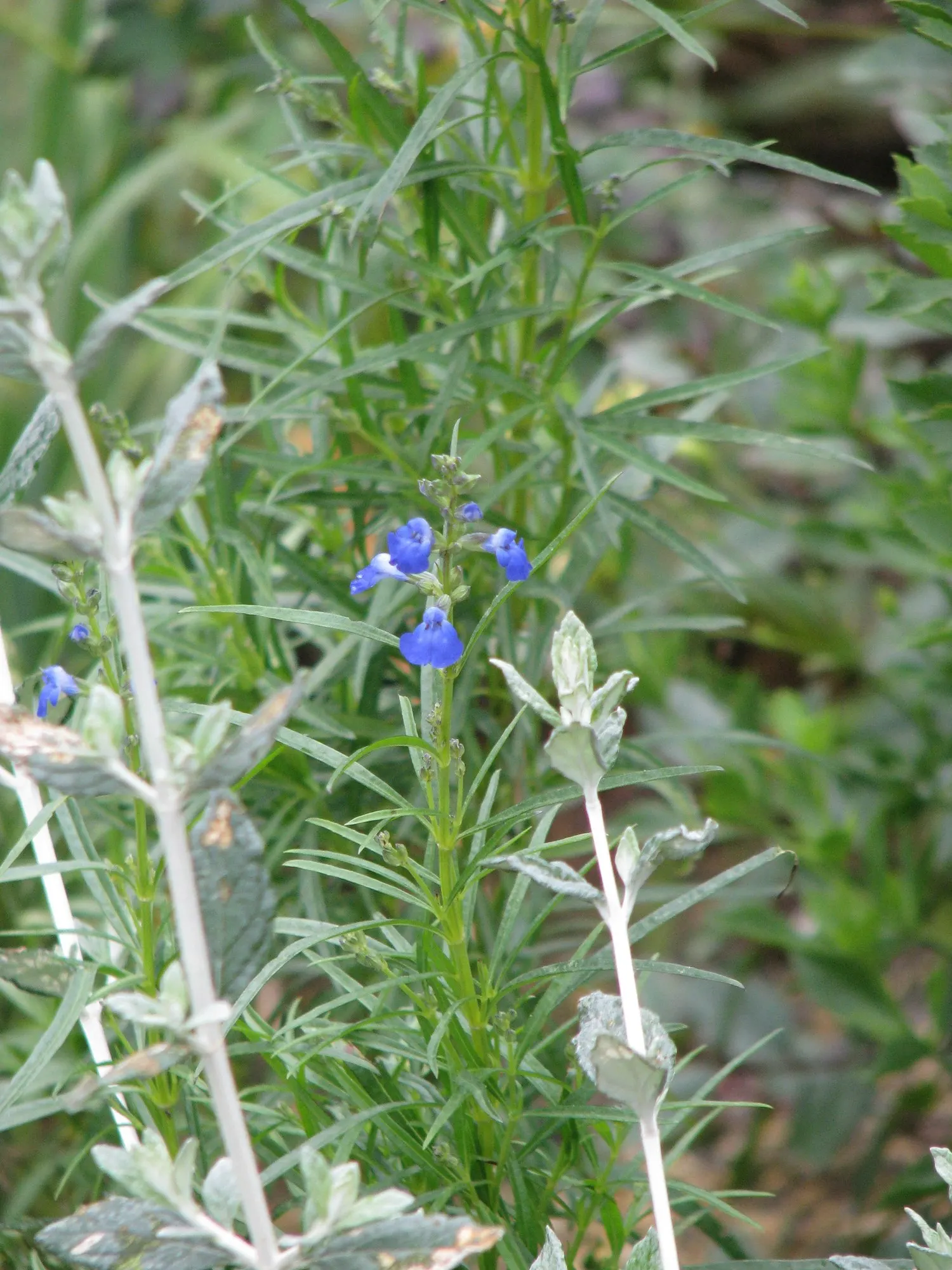 West Texas Sage (Salvia Reptans) — requiring minimal supplemental watering once established