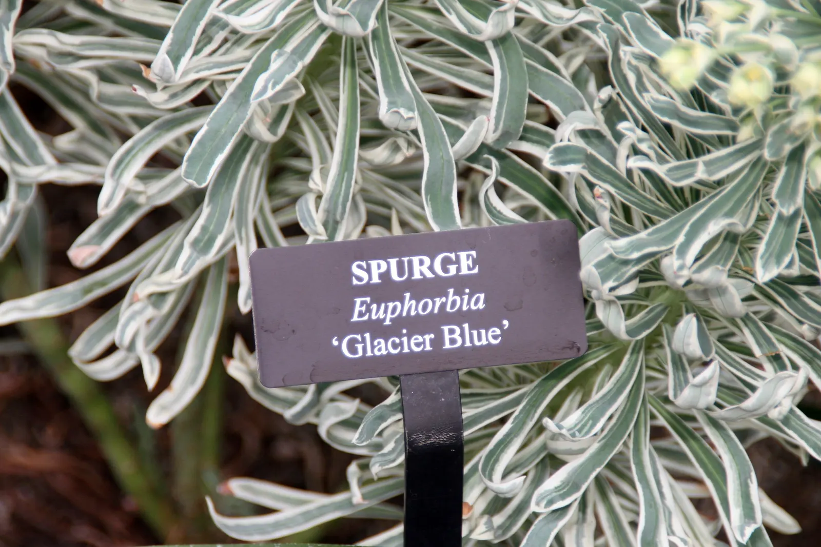 Glacier Blue Euphorbia (Euphorbia Characias 'Glacier Blue') — is a striking perennial with variegated foliage of blue-green leaves edged in creamy white