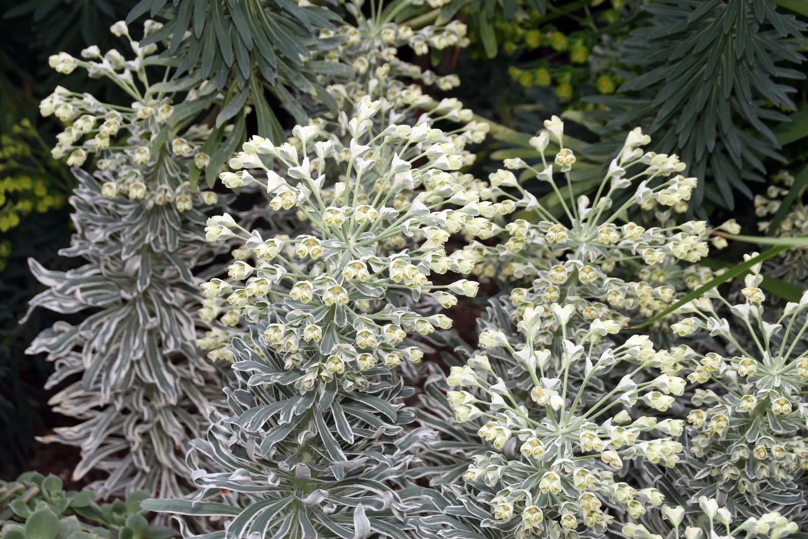 Glacier Blue Euphorbia (Euphorbia Characias 'Glacier Blue') — The Euphorbia characias 'Glacier Blue,' commonly known as Glacier Blue Spurge