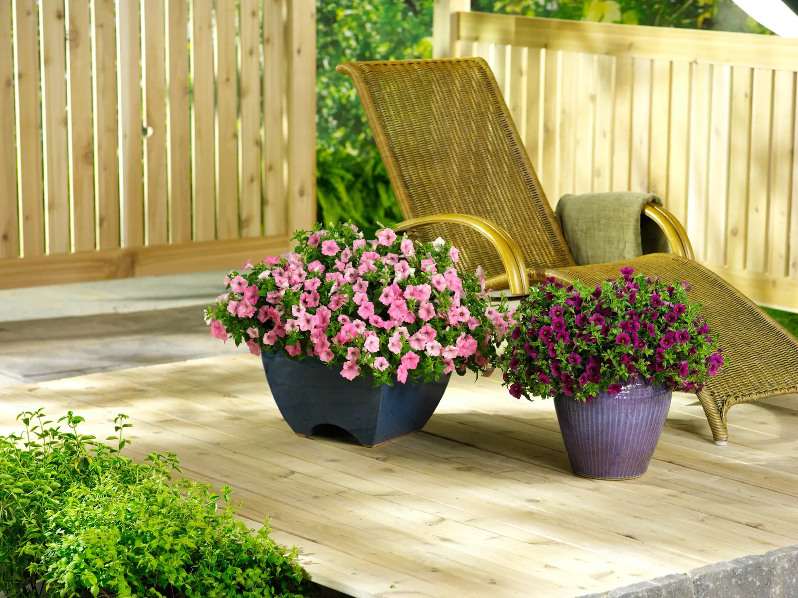 Midnight Petunia — Proven Winners - Supertunia Mini Vista® Midnight - Petunia purple deep purple to black plant details