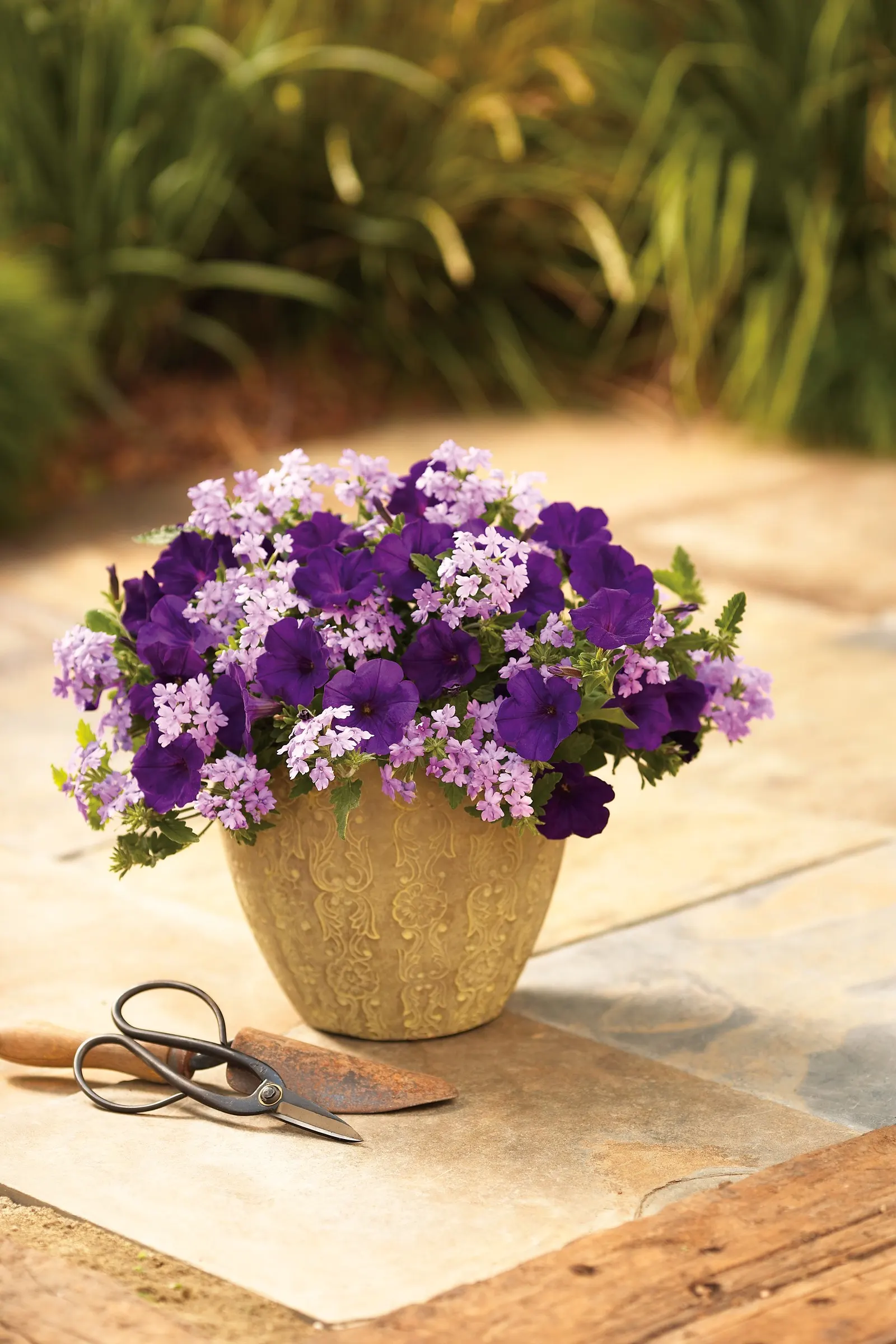 Midnight Petunia — information and resources