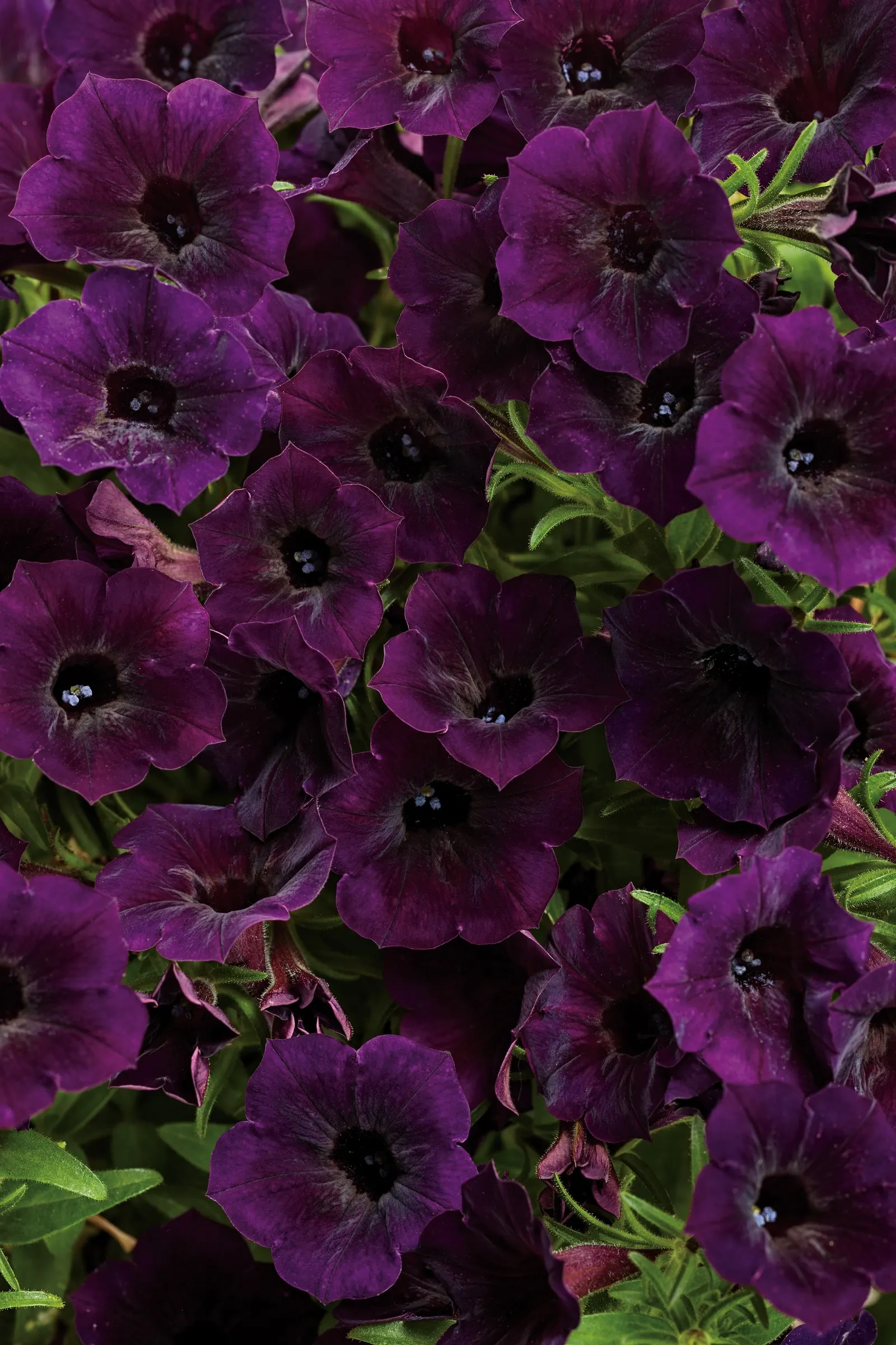 Midnight Petunia — These purple petunia plants are heavy feeders