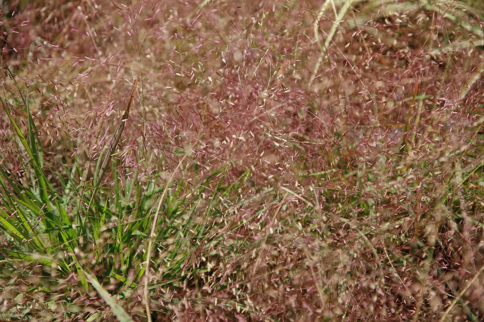 Purple Lovegrass (Eragrostis Spectabilis) — it thrives in USDA hardiness zones 5 through 9