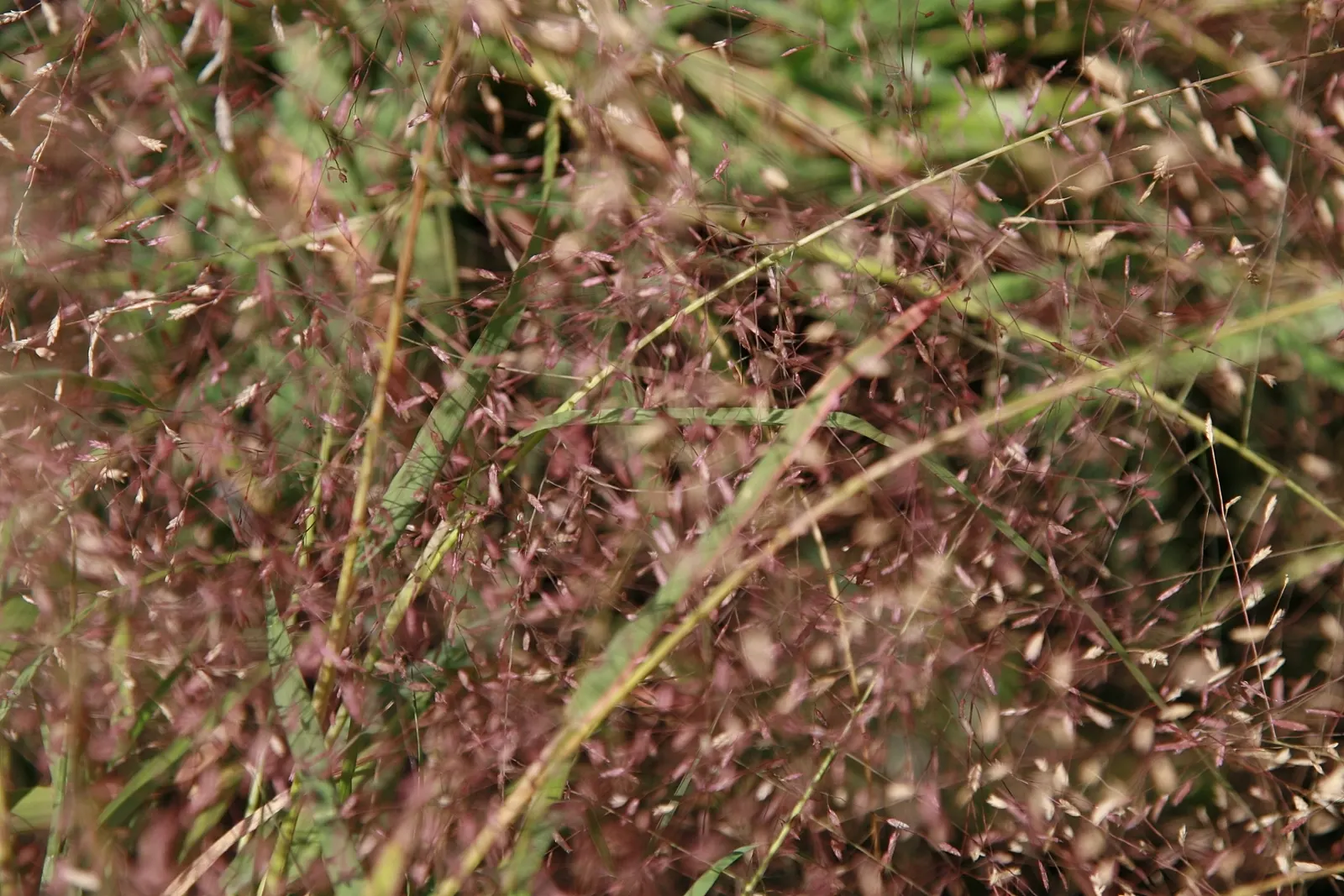 Purple Lovegrass (Eragrostis Spectabilis) — In summer, it showcases airy reddish-purple flowers, adding a burst of color to the landscape