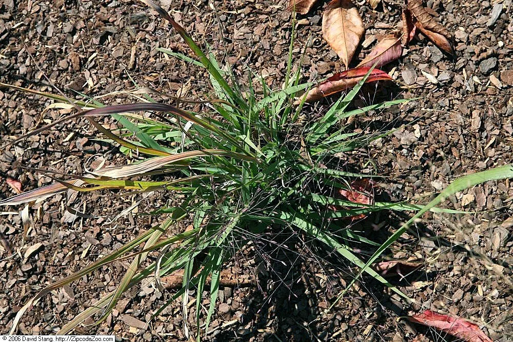 Purple Lovegrass (Eragrostis Spectabilis) — This drought-tolerant species prefers full sun and well-drained soils