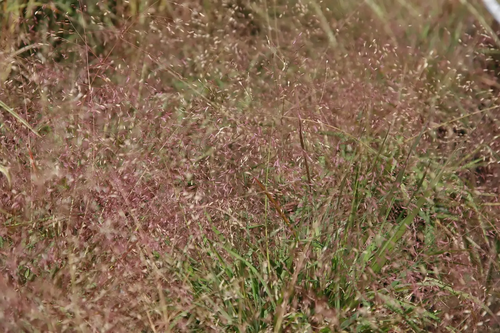 Purple Lovegrass (Eragrostis Spectabilis) — As a warm-season perennial grass native to the eastern United States
