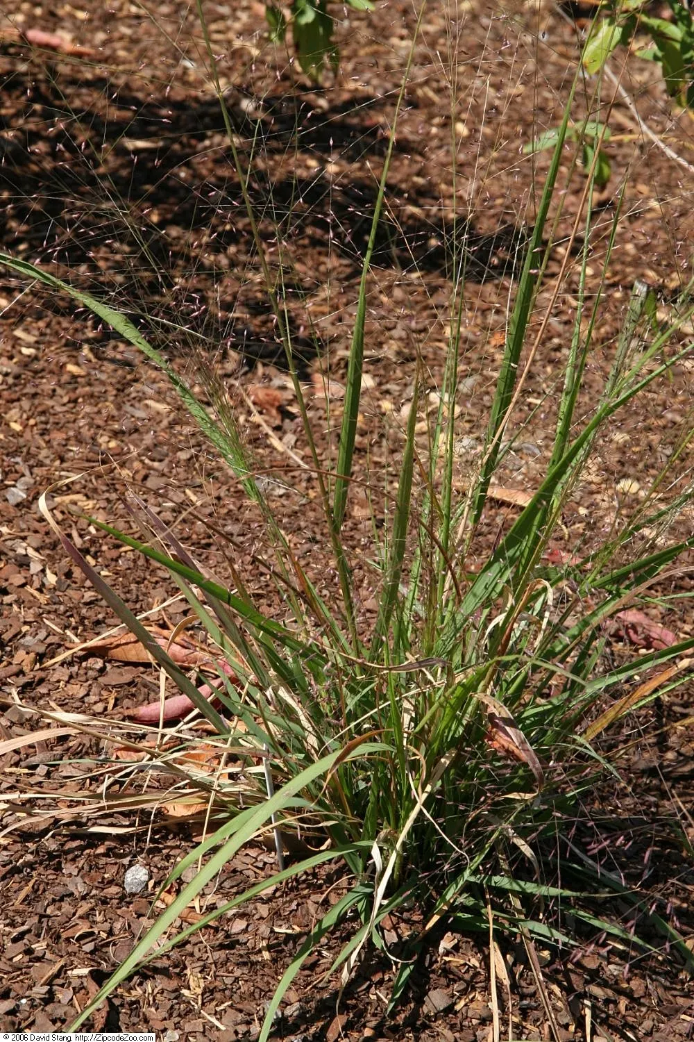 Purple Lovegrass (Eragrostis Spectabilis) — tolerating a wide range of soil conditions