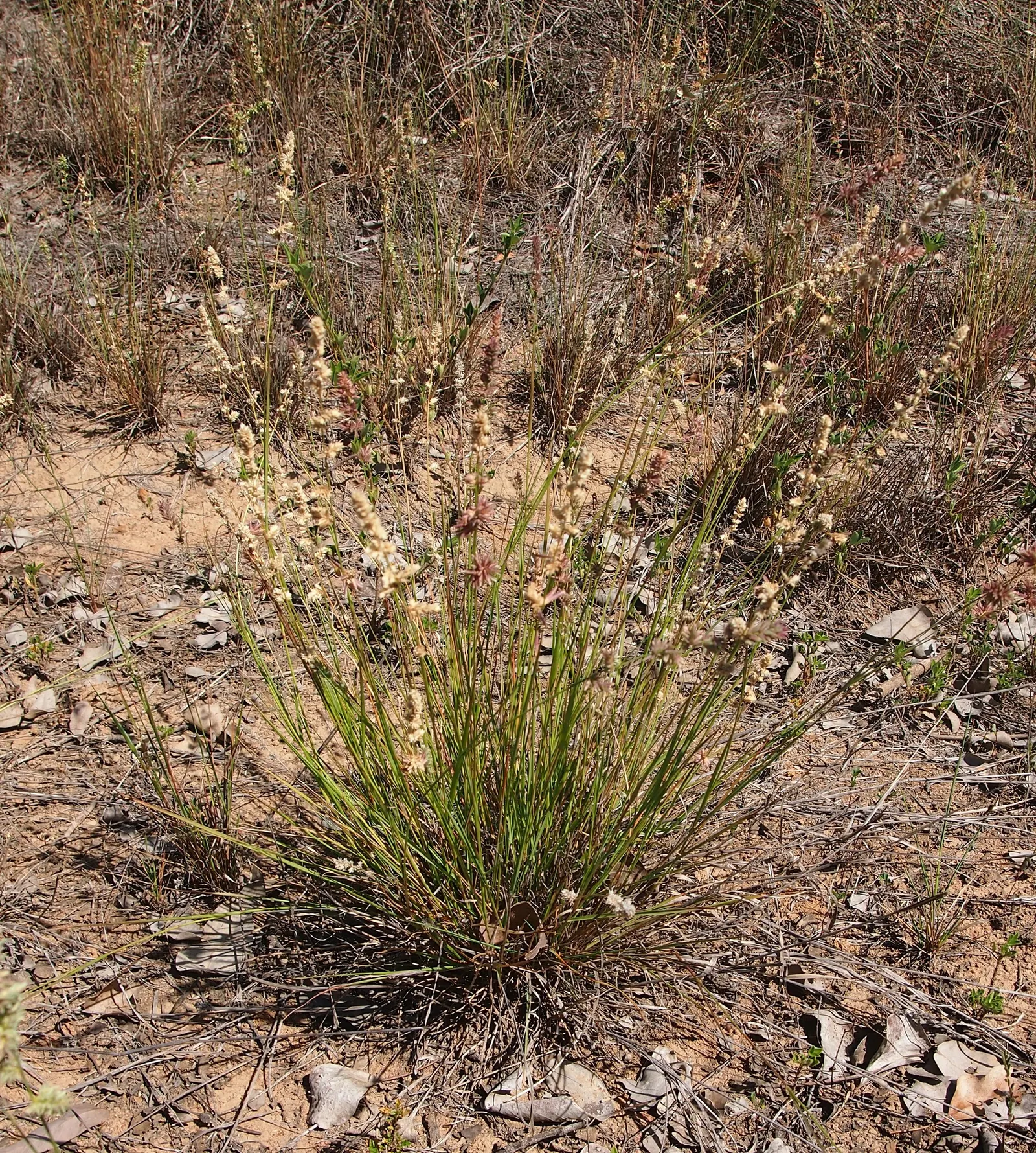 Purple Lovegrass (Eragrostis Spectabilis) — It boasts a fine-textured, tufted growth, reaching 18-24 inches in height