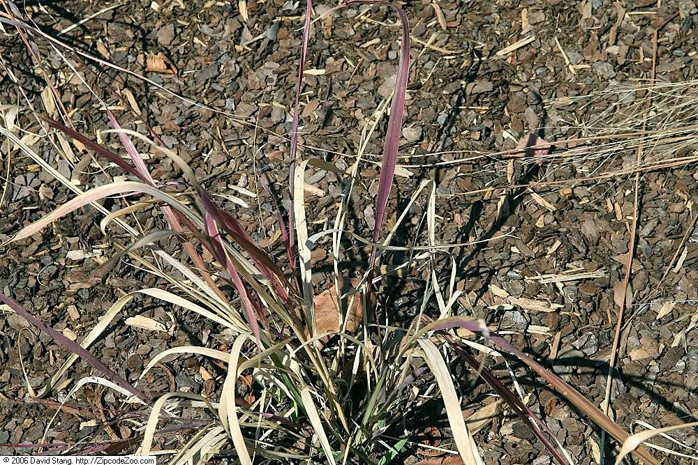 Purple Lovegrass (Eragrostis Spectabilis) — making it an excellent ground cover or accent in xeriscapes and naturalized areas