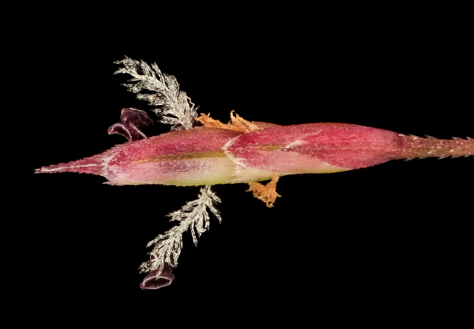 Purple Lovegrass (Eragrostis Spectabilis) — with narrow leaves reaching lengths of 10 to 12 inches
