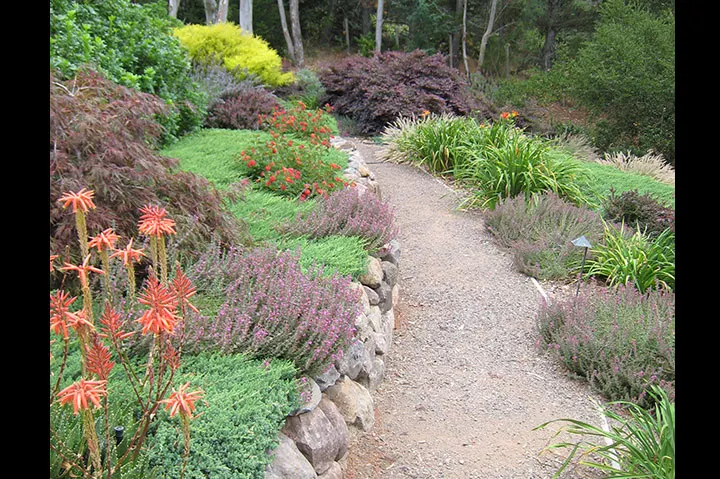 Purple Lovegrass (Eragrostis Spectabilis) — from dry to medium moisture