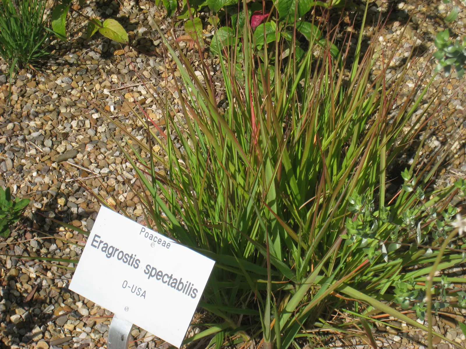 Purple Lovegrass (Eragrostis Spectabilis) — and preferring full sun to achieve its best form