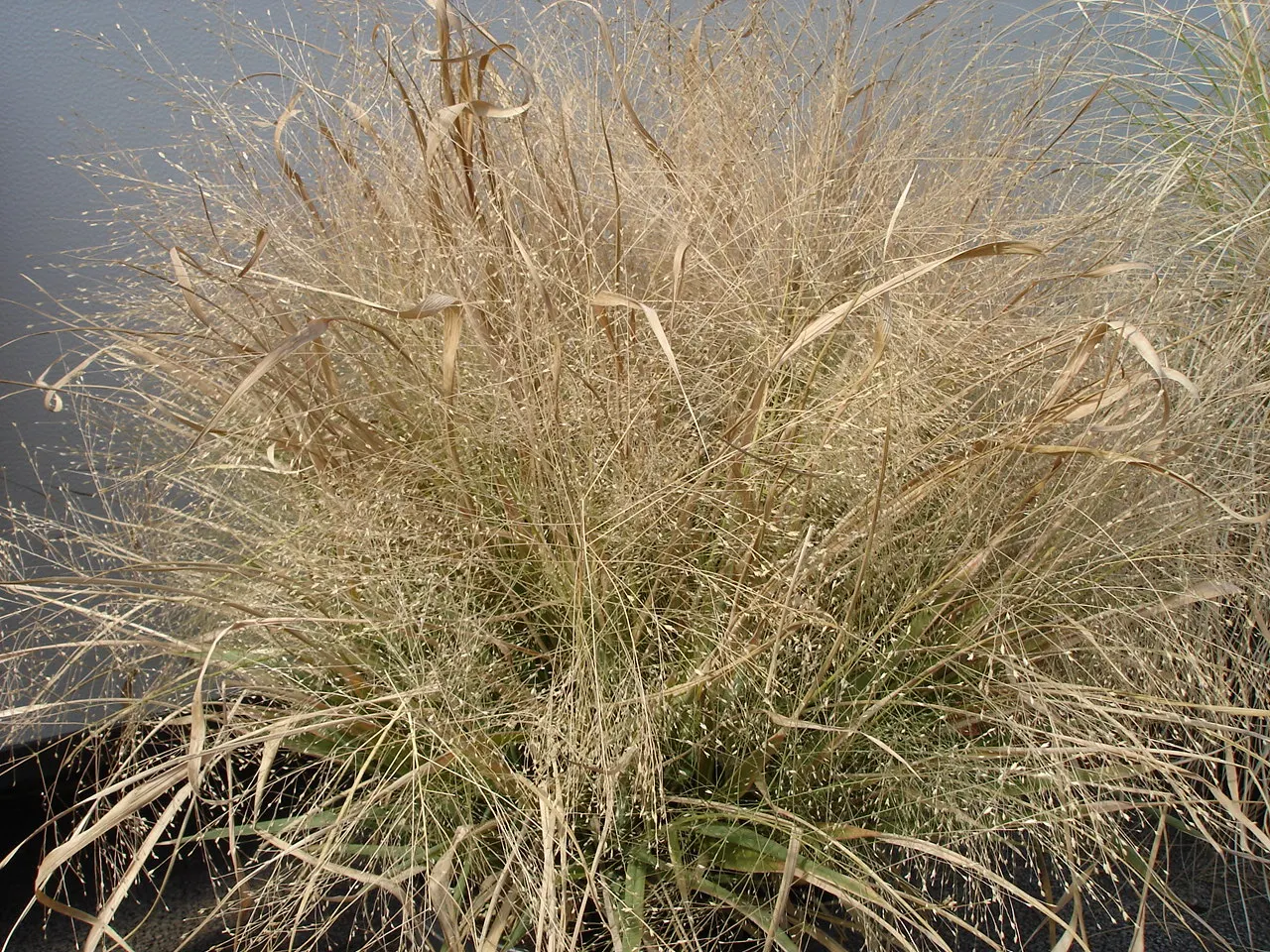 Purple Lovegrass (Eragrostis Spectabilis) — Eragrostis spectabilis, or Purple Lovegrass, is a charming perennial grass that thrives in USDA zones 5-9