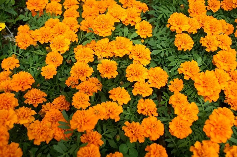 French Marigold (Tagetes Patula) — it features distinctive bi-colored petals in shades of yellow; these marigolds are relatively drought-tolerant, image 99