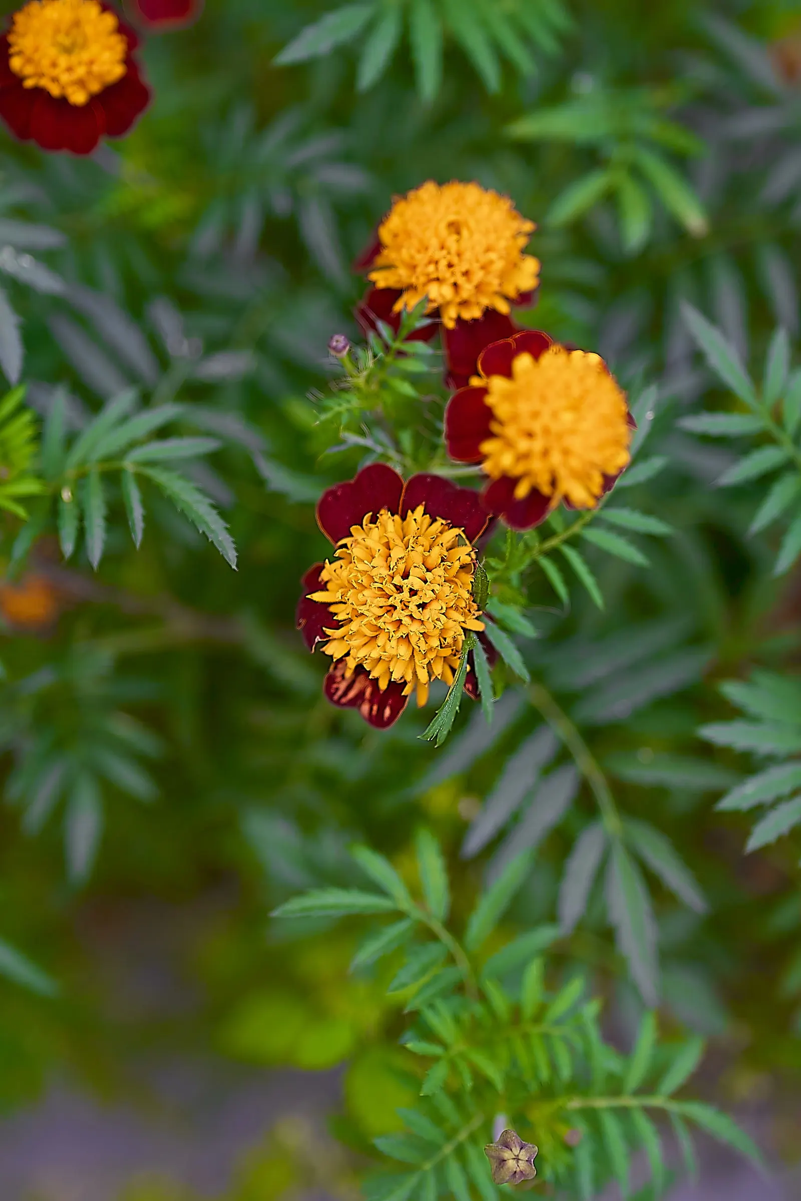French Marigold (Tagetes Patula) — Hardy in most soils, it thrives in full sun, with adequate moisture; french Marigold (Tagetes patula) is a, image 100