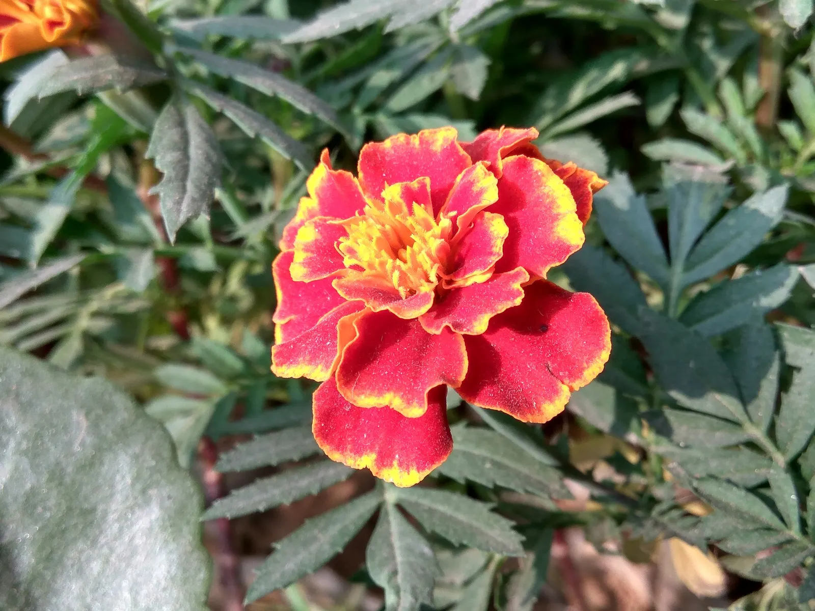 French Marigold (Tagetes Patula) — emphasize that deadheading spent flowers can encourage more robust blooming throughout the season; with moderate, image 68
