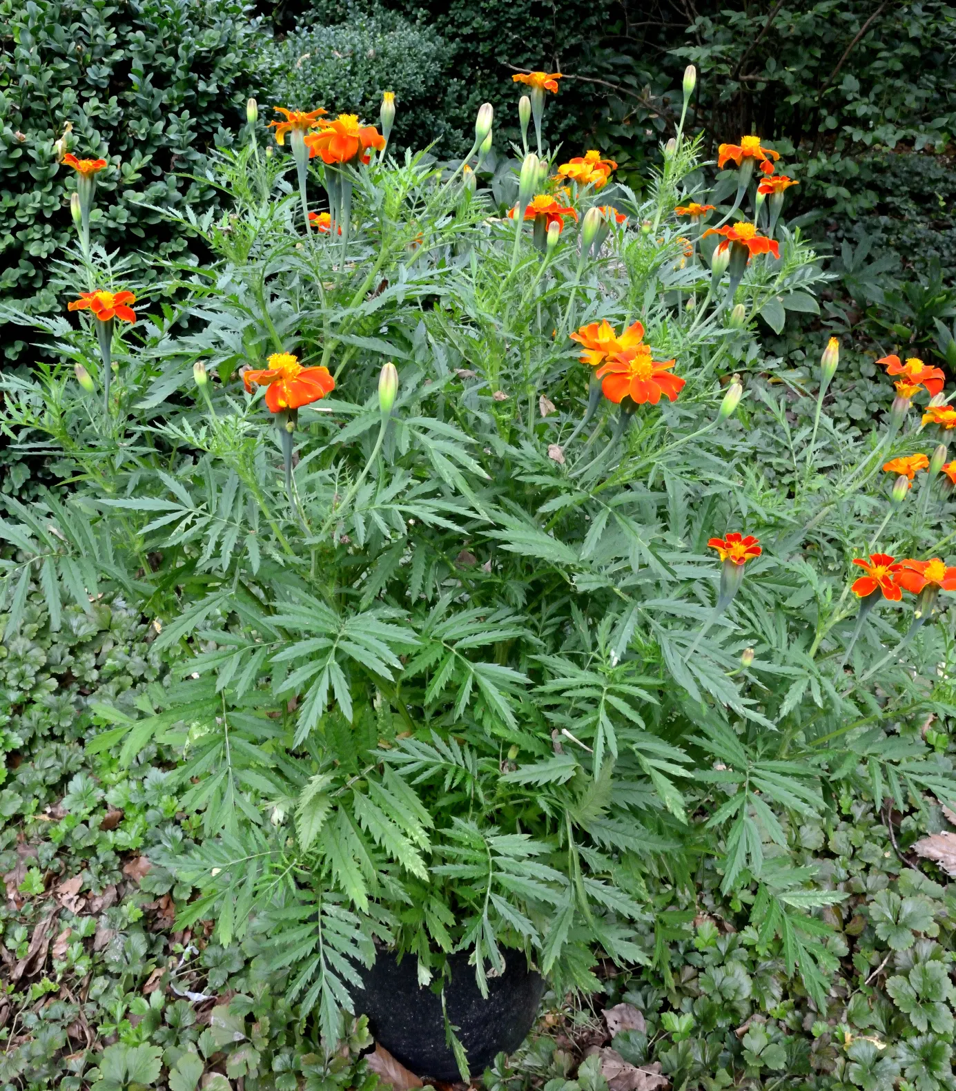 French Marigold (Tagetes Patula) — this compact plant boasts lush; ideal for borders and container displays, it also repels garden pests, image 56
