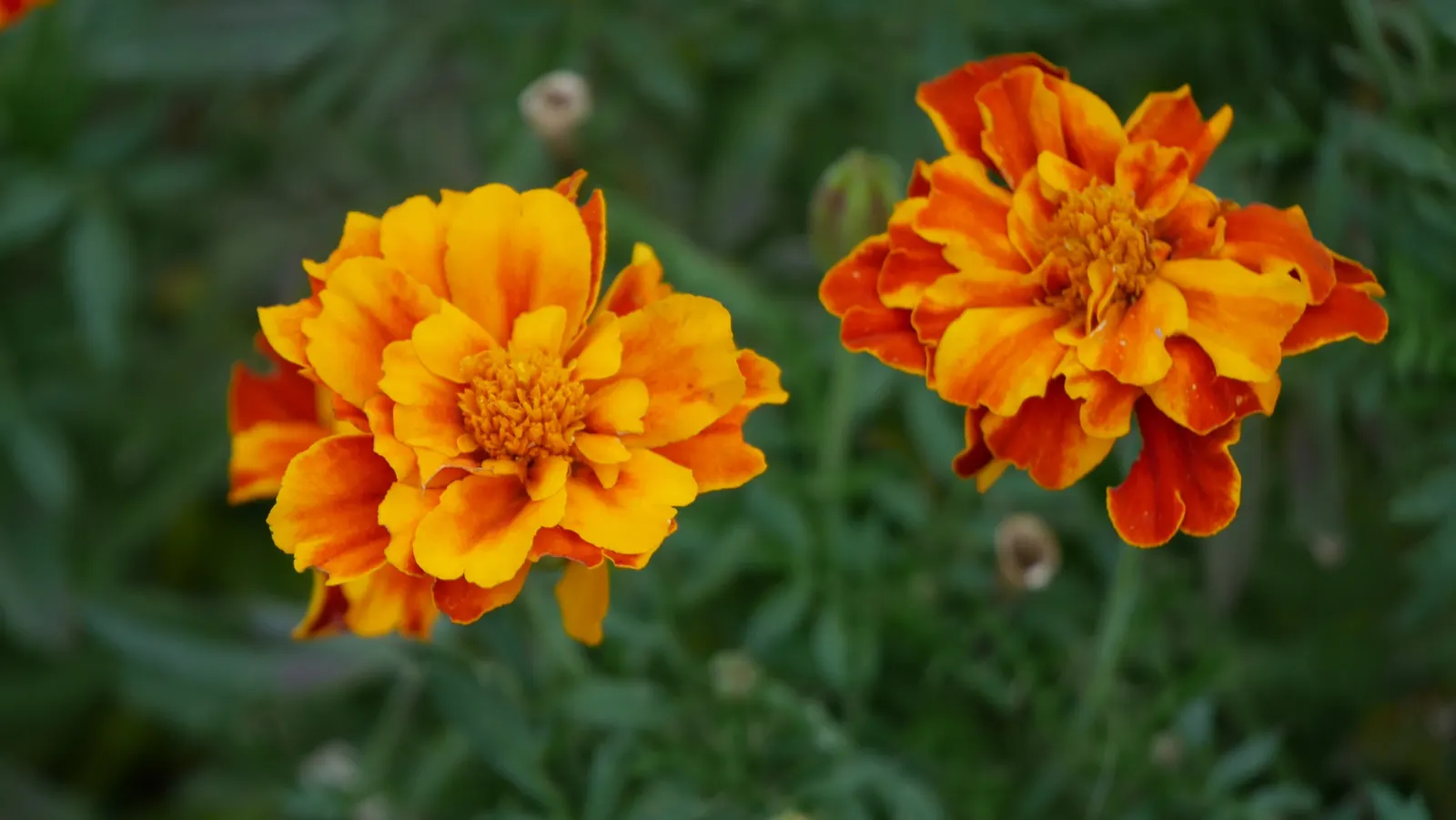 French Marigold (Tagetes Patula) — often displaying multiple colors in a single blossom