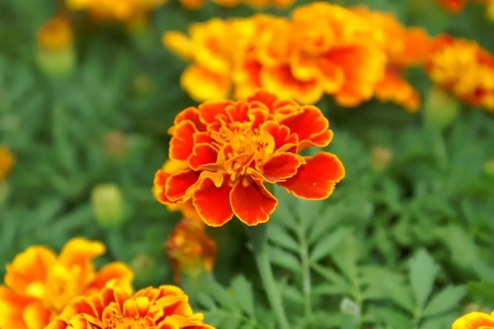 French Marigold (Tagetes Patula) — or as a vibrant edging plant; they require full sun to thrive and prefer well-drained soil
