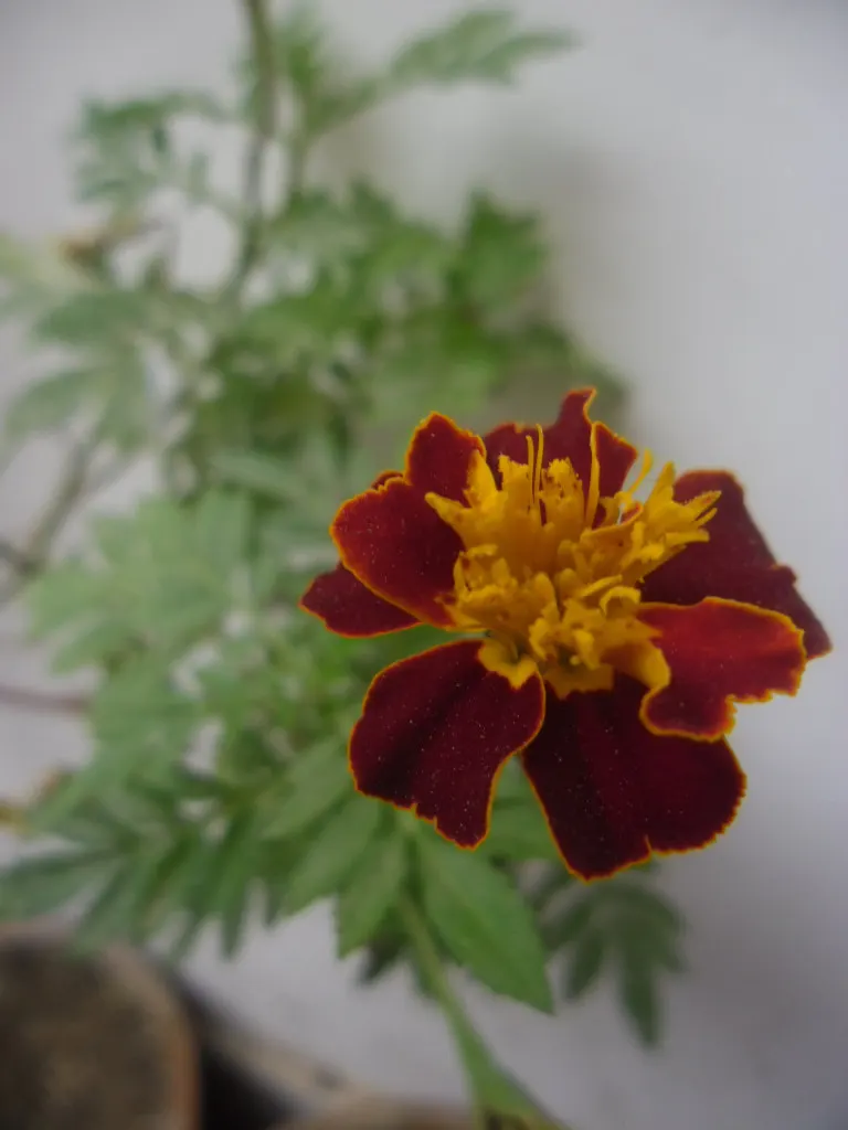 French Marigold (Tagetes Patula) — scientifically known as Tagetes patula; making them an excellent companion plant for vegetables and other, image 54