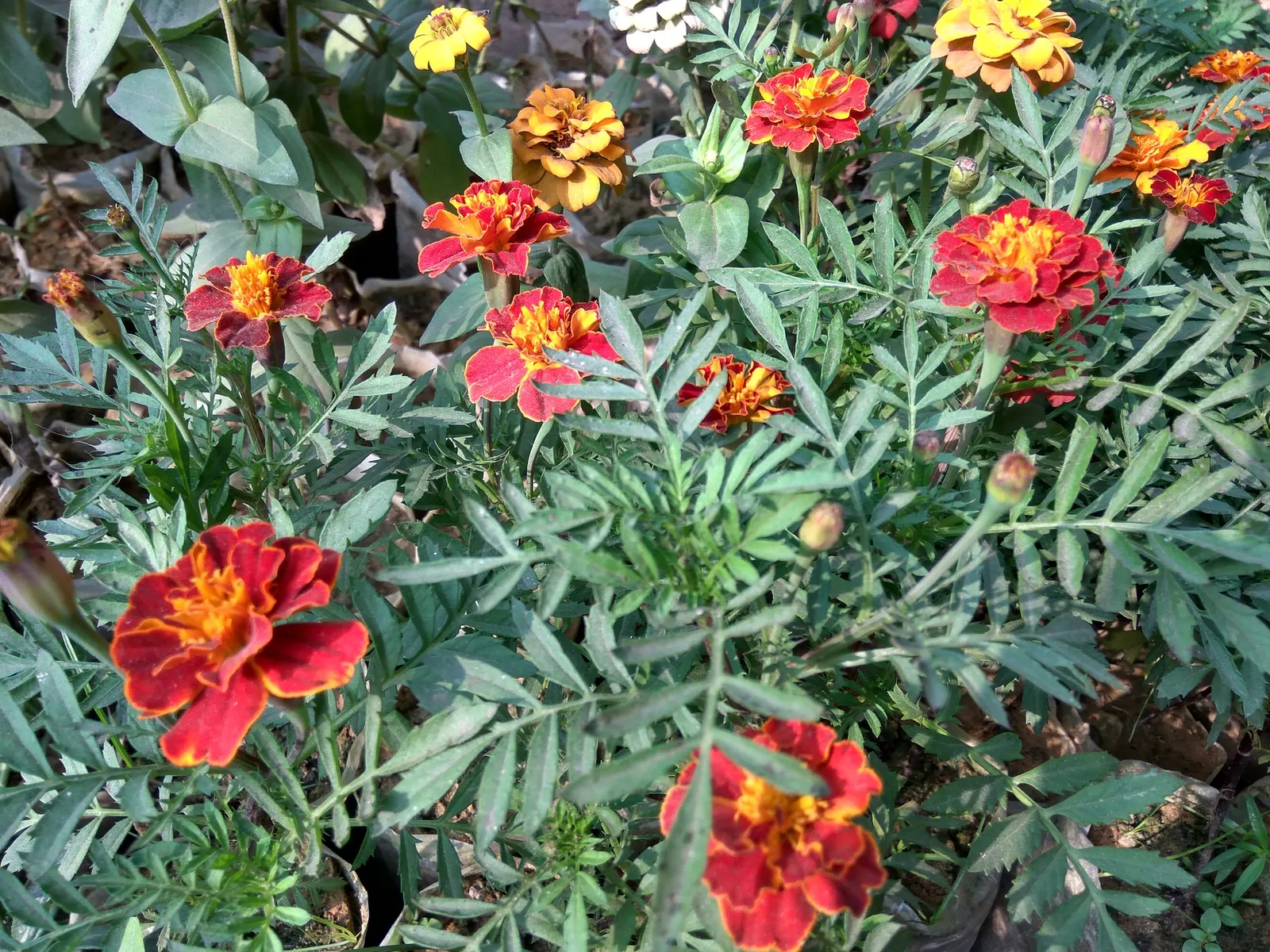 French Marigold (Tagetes Patula) — With moderate water needs; emphasize that deadheading spent flowers can encourage more robust blooming, image 89