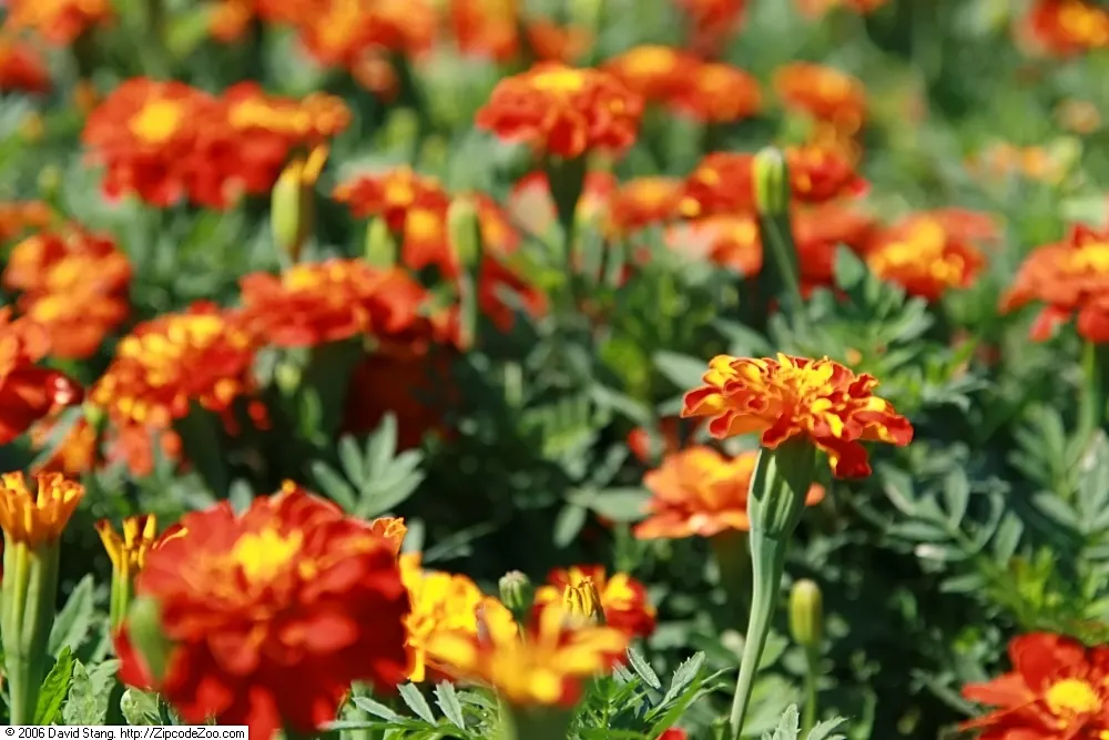 French Marigold (Tagetes Patula) — French Marigolds bloom profusely from early summer until the first frost; typically growing 6-12 inches tall with a spread