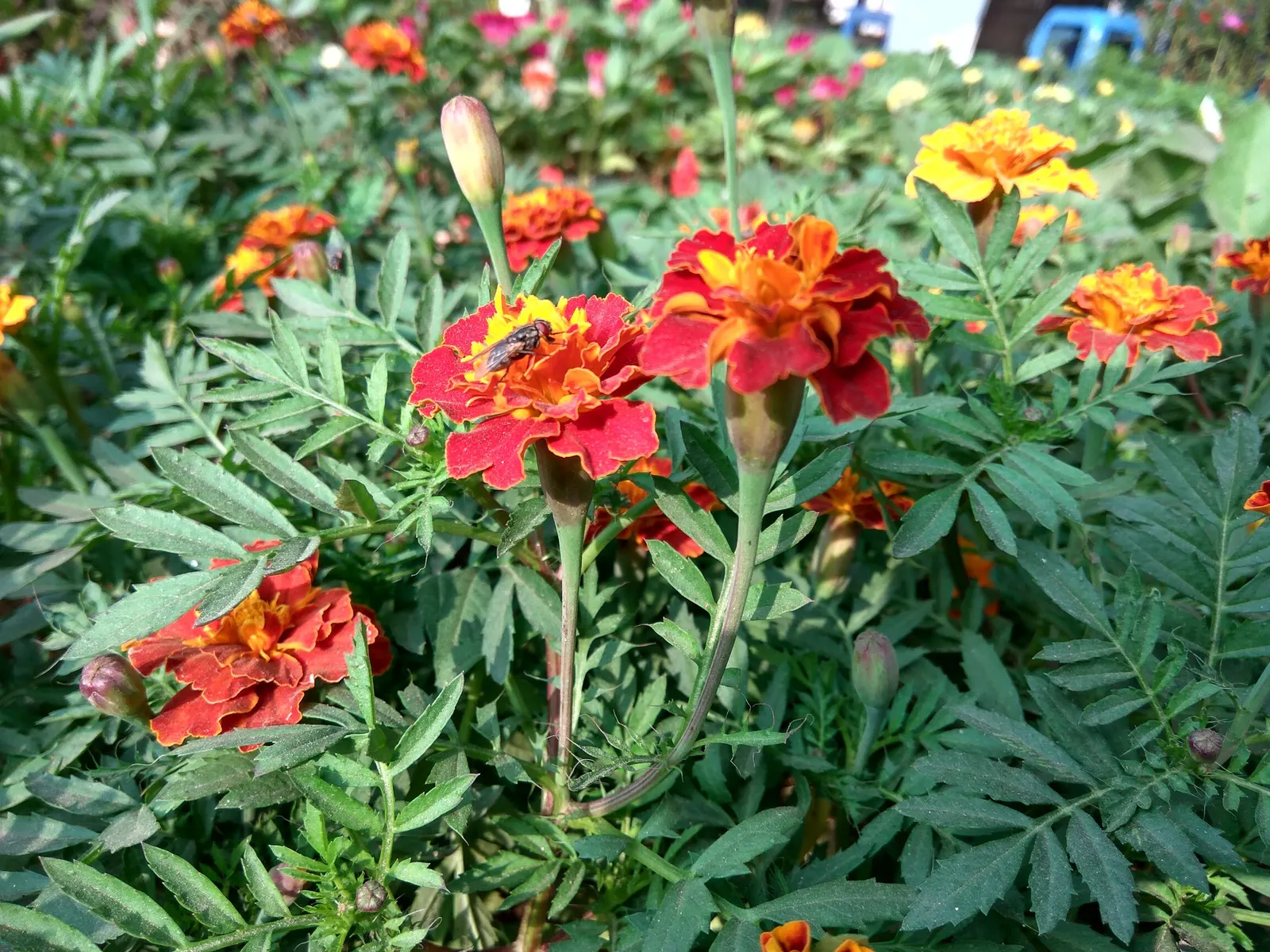 French Marigold (Tagetes Patula) — pinnate leaves measuring up to 3 inches long; adding a sustained pop of color to garden borders, image 57