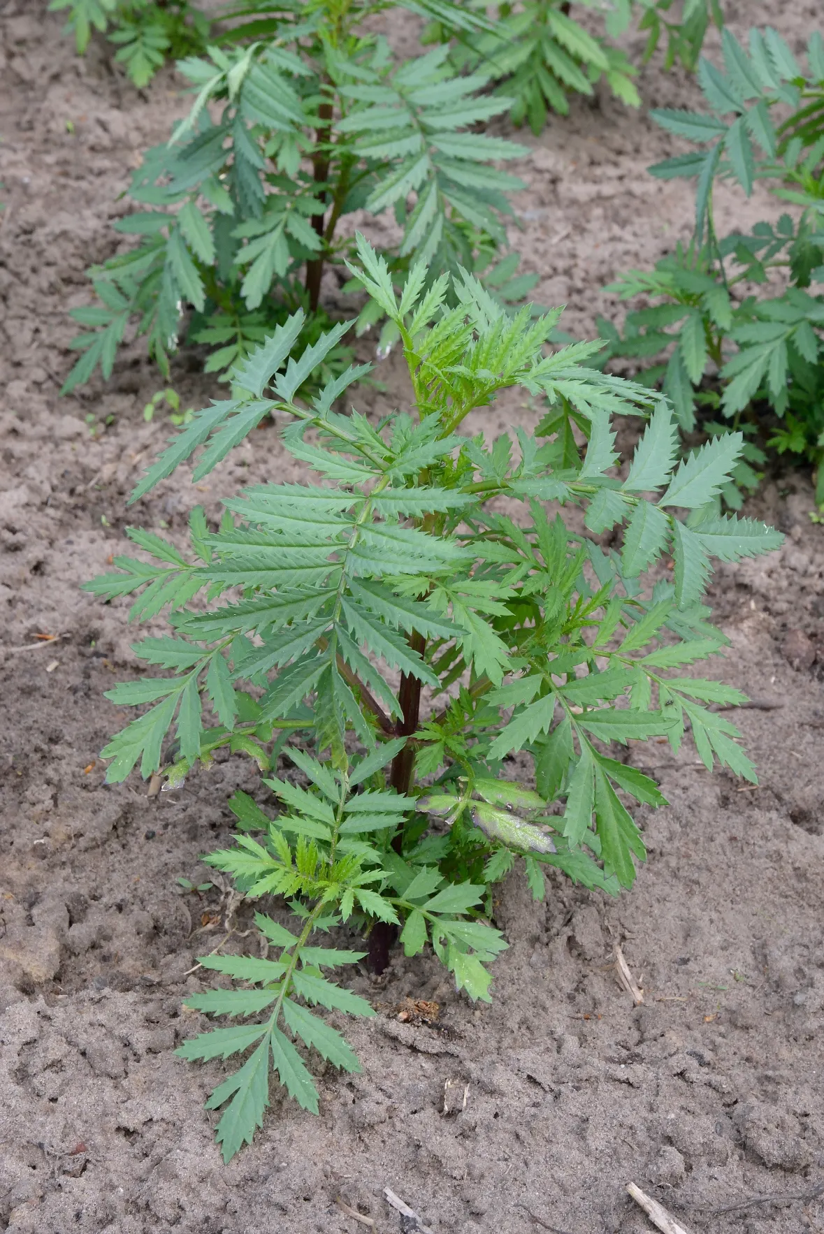 French Marigold (Tagetes Patula) — adding a sustained pop of color to garden borders; pinnate leaves measuring up to 3 inches long, image 84