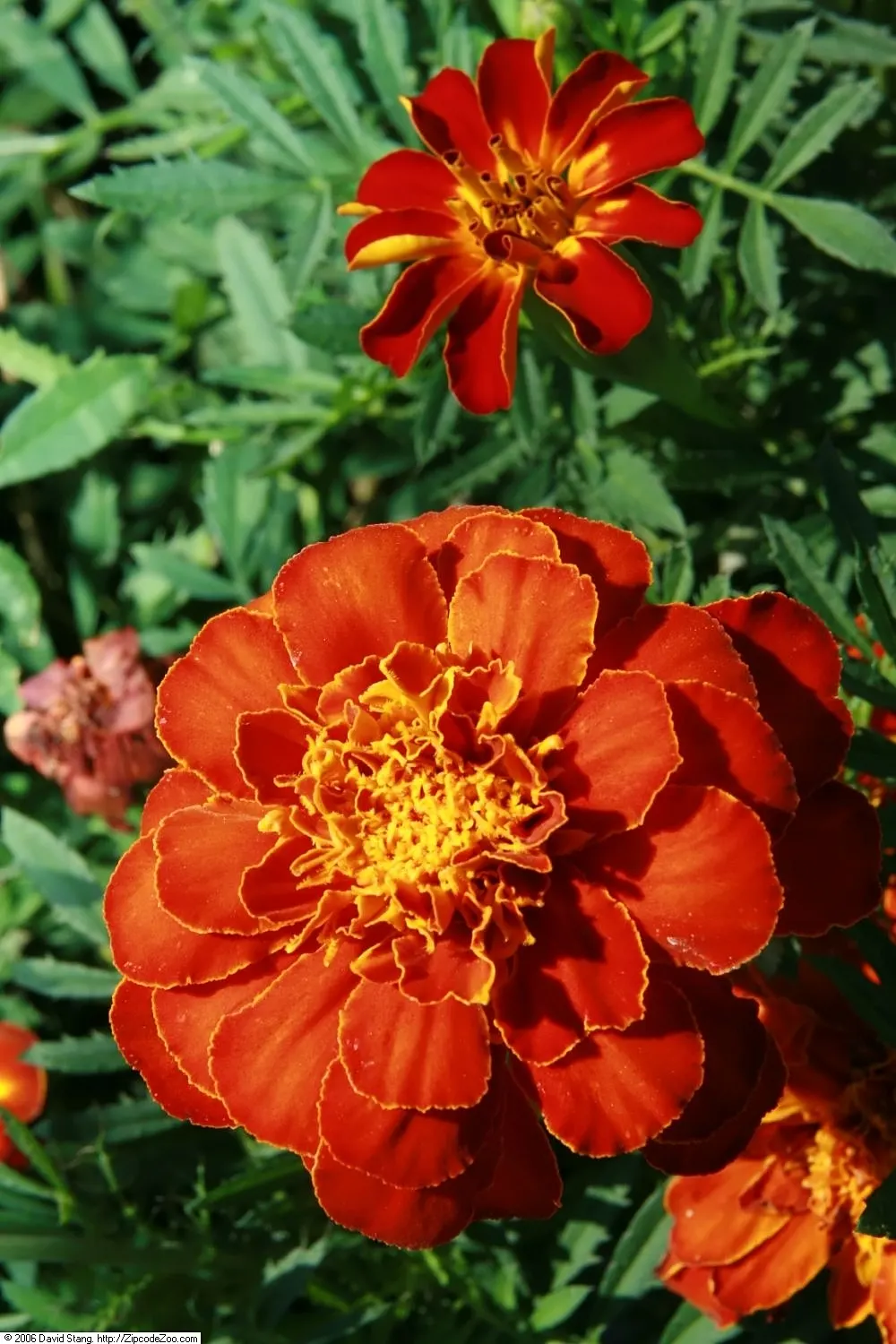 French Marigold (Tagetes Patula) — these marigolds are relatively drought-tolerant once established