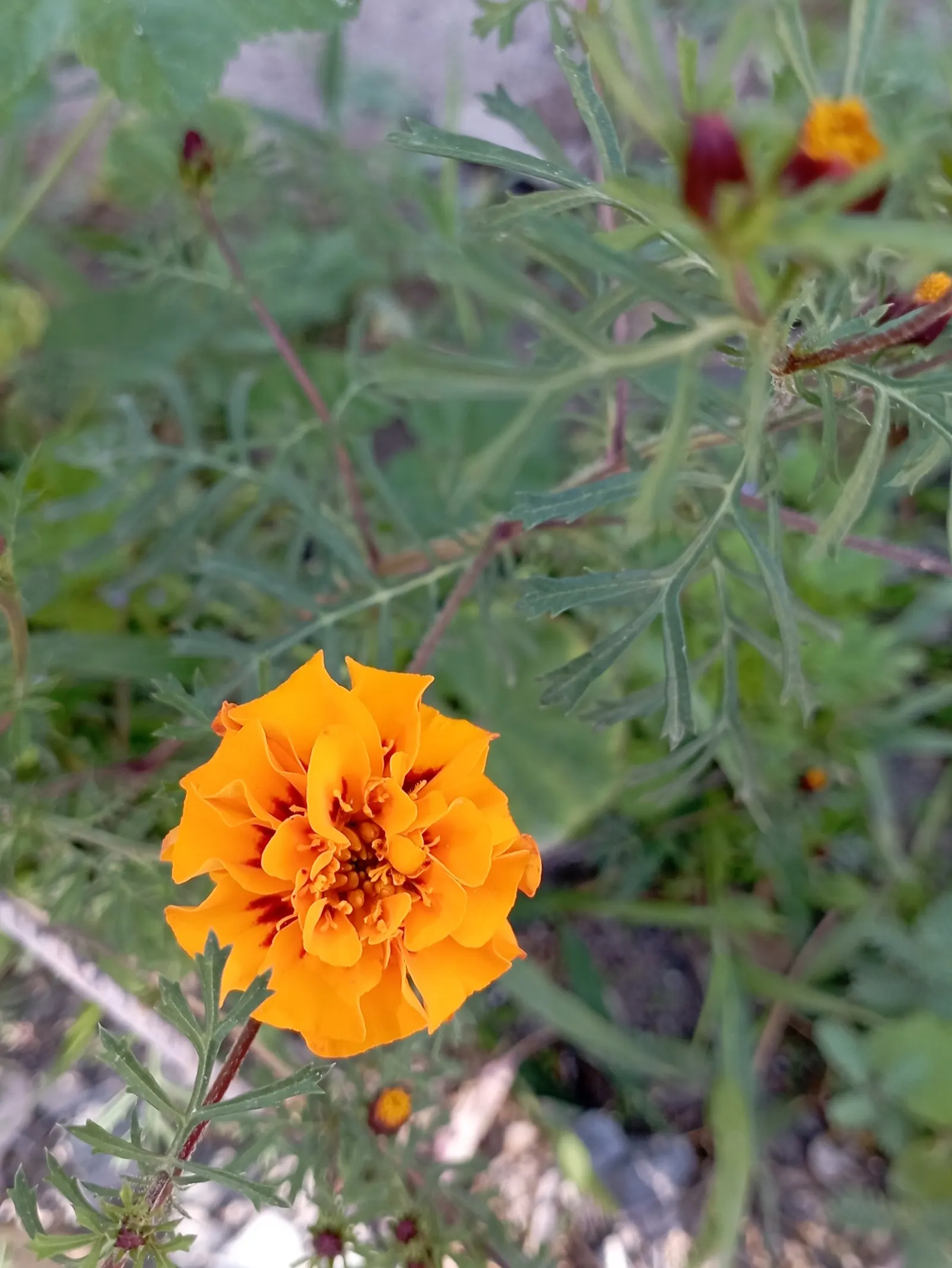 French Marigold (Tagetes Patula) — annual with orange blooms