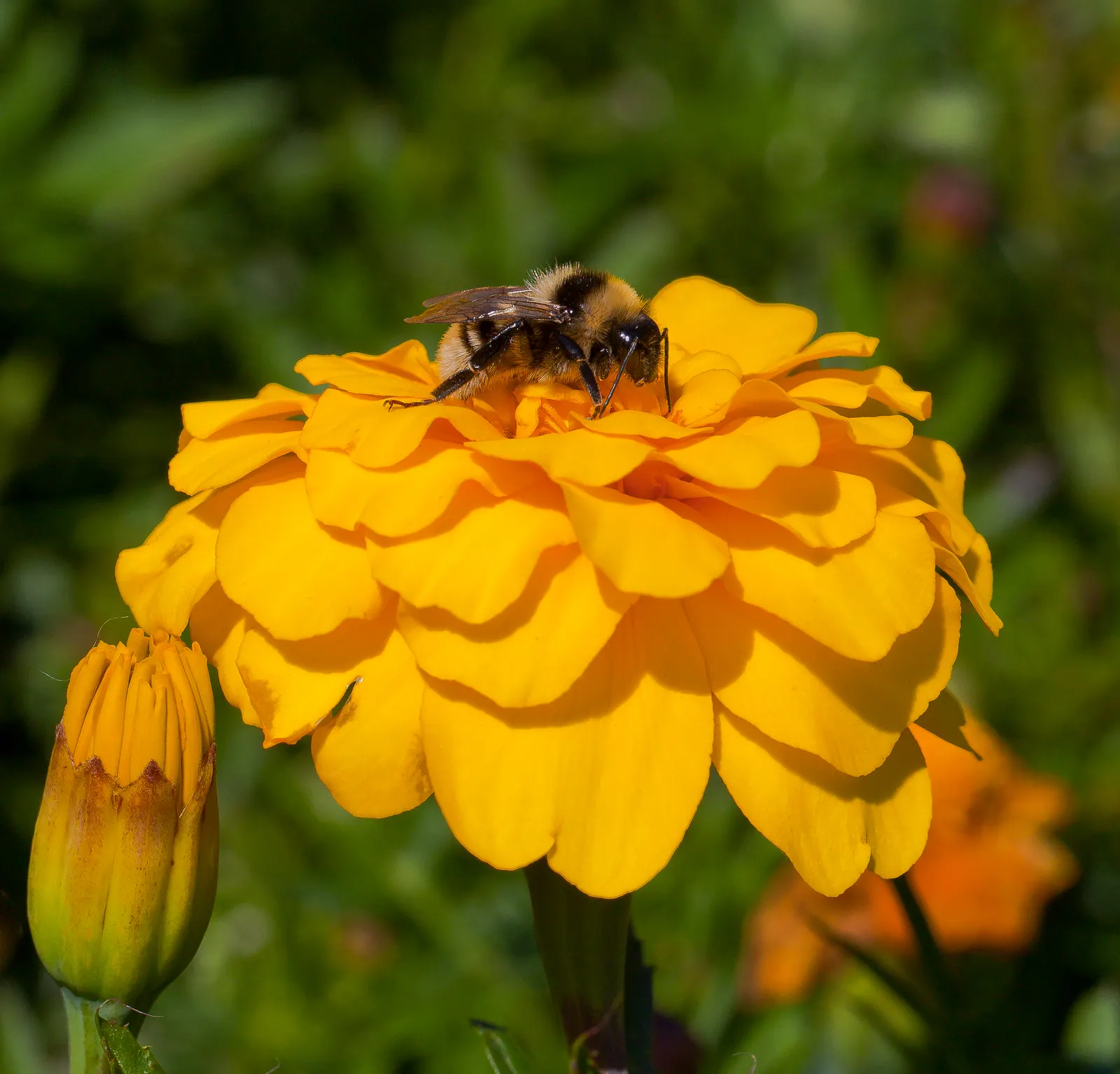 French Marigold (Tagetes Patula) — emphasize that deadheading spent flowers can encourage more robust blooming throughout the season