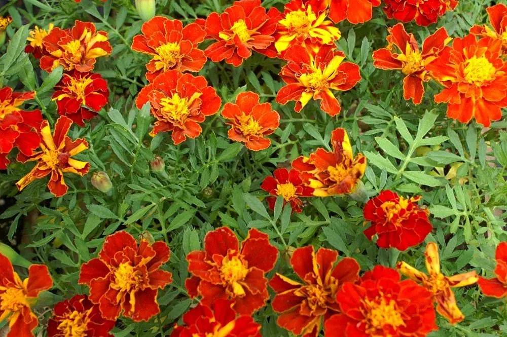 French Marigold (Tagetes Patula) — Typically growing 6-12 inches tall with a spread up to 8 inches; french Marigolds bloom profusely from early summer until