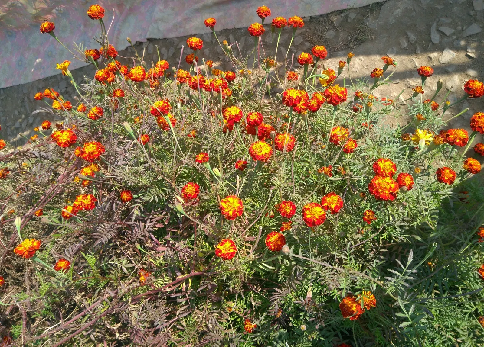 French Marigold (Tagetes Patula) — French Marigolds bloom profusely from early summer until the first frost; typically growing 6-12 inches tall, image 83