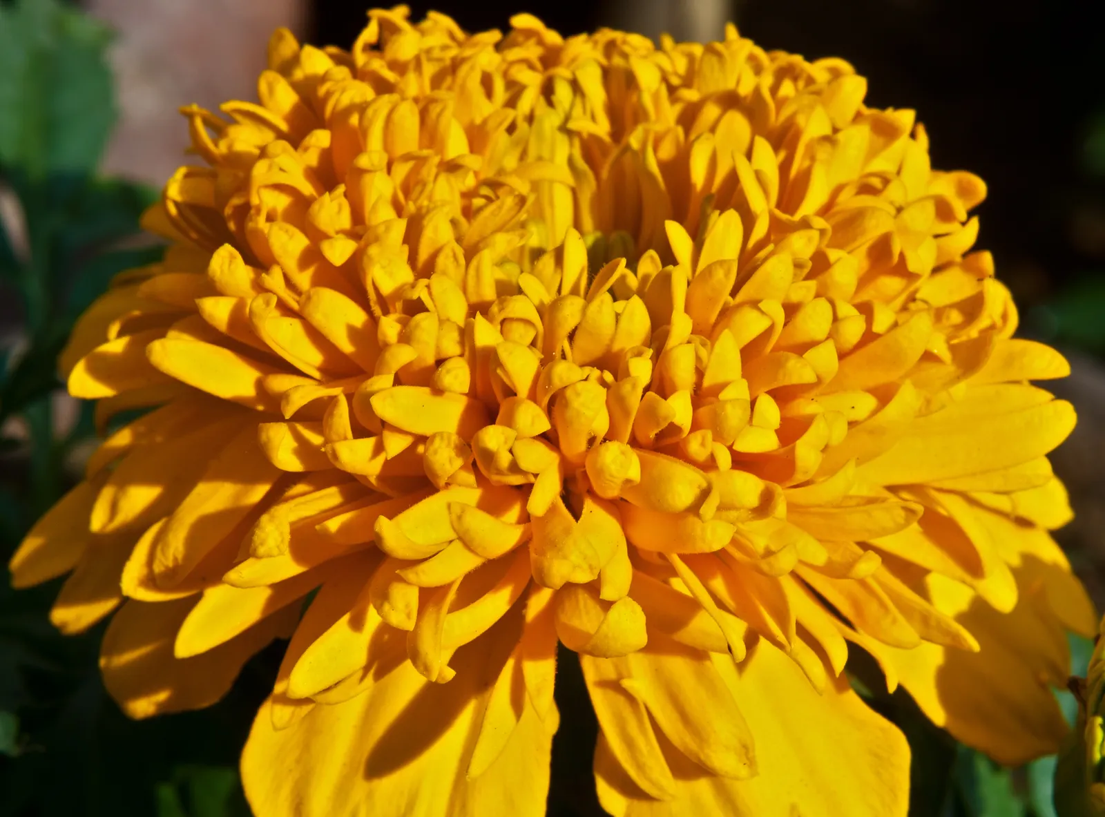 French Marigold (Tagetes Patula) — ensuring their garden remains a riot of color from spring through fall; annual for full or half