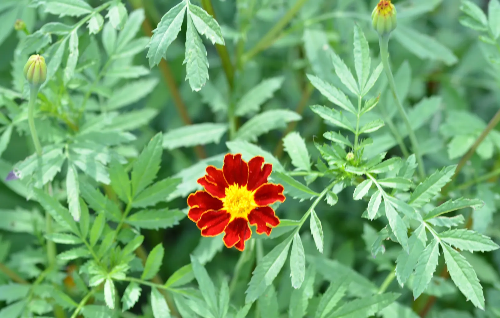 French Marigold (Tagetes Patula) — Growing to a height of 6 to 18 inches with an approximately equal spread; orange flowers in the garden, image 55