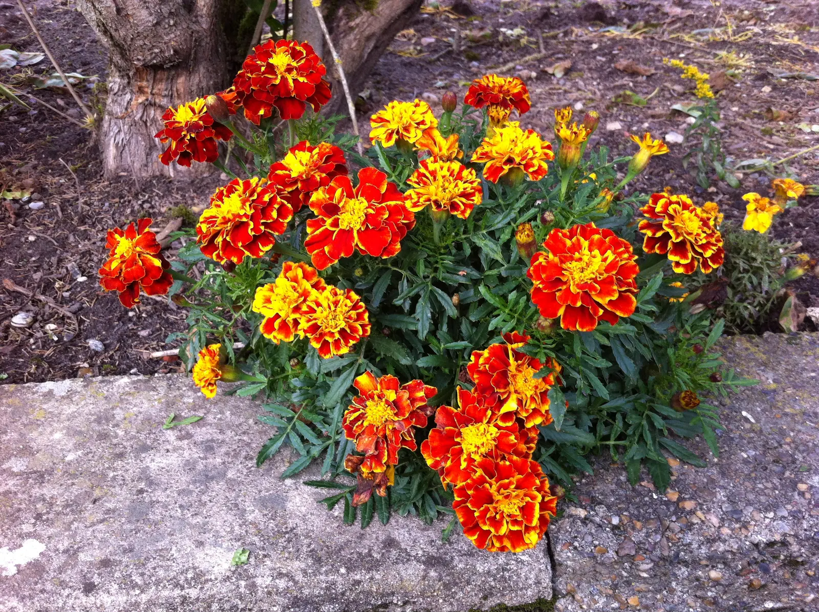 French Marigold (Tagetes Patula) — annual for full or half; ensuring their garden remains a riot of color from spring through fall, image 72