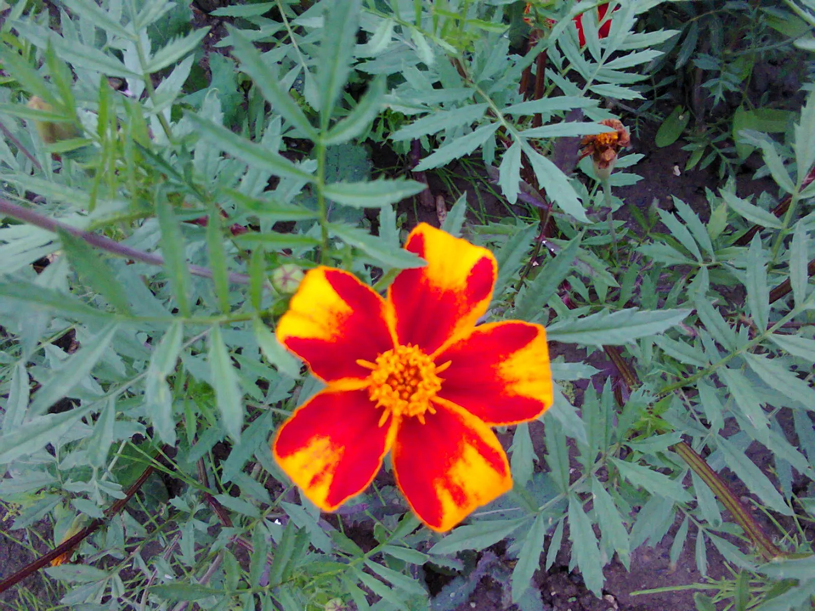 French Marigold (Tagetes Patula) — these marigolds are relatively drought-tolerant once established; it features distinctive bi-colored petals in, image 90
