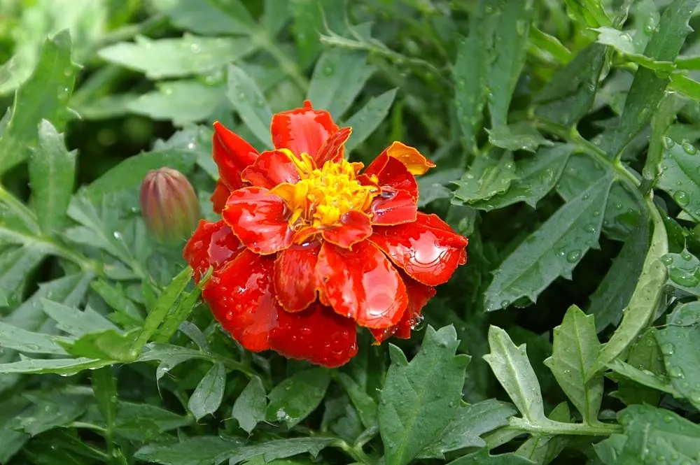 French Marigold (Tagetes Patula) — Typically growing 6-12 inches tall with a spread up to 8 inches